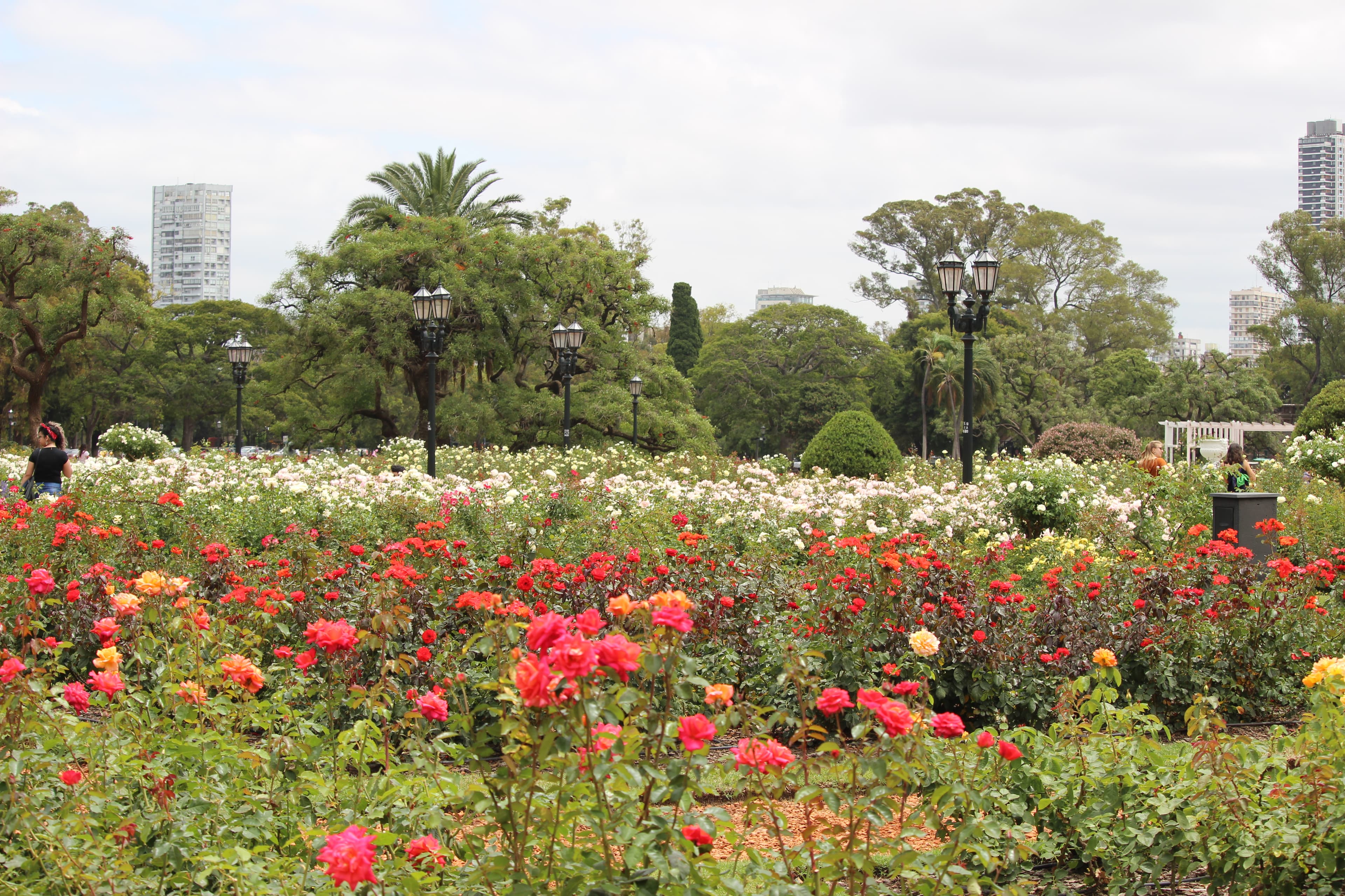 flowers at Paseo El Rosedal