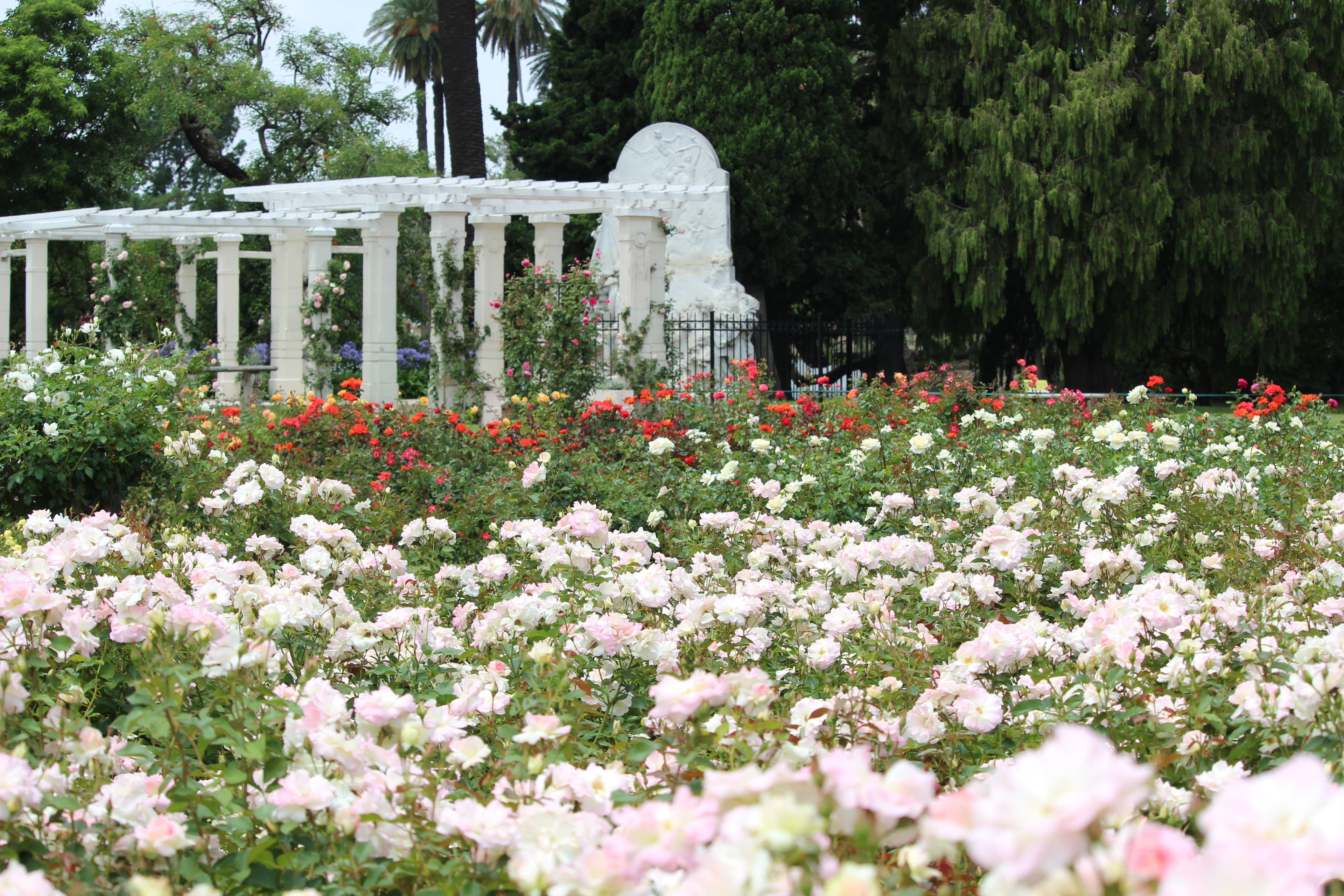white roses at Paseo El Rosedal