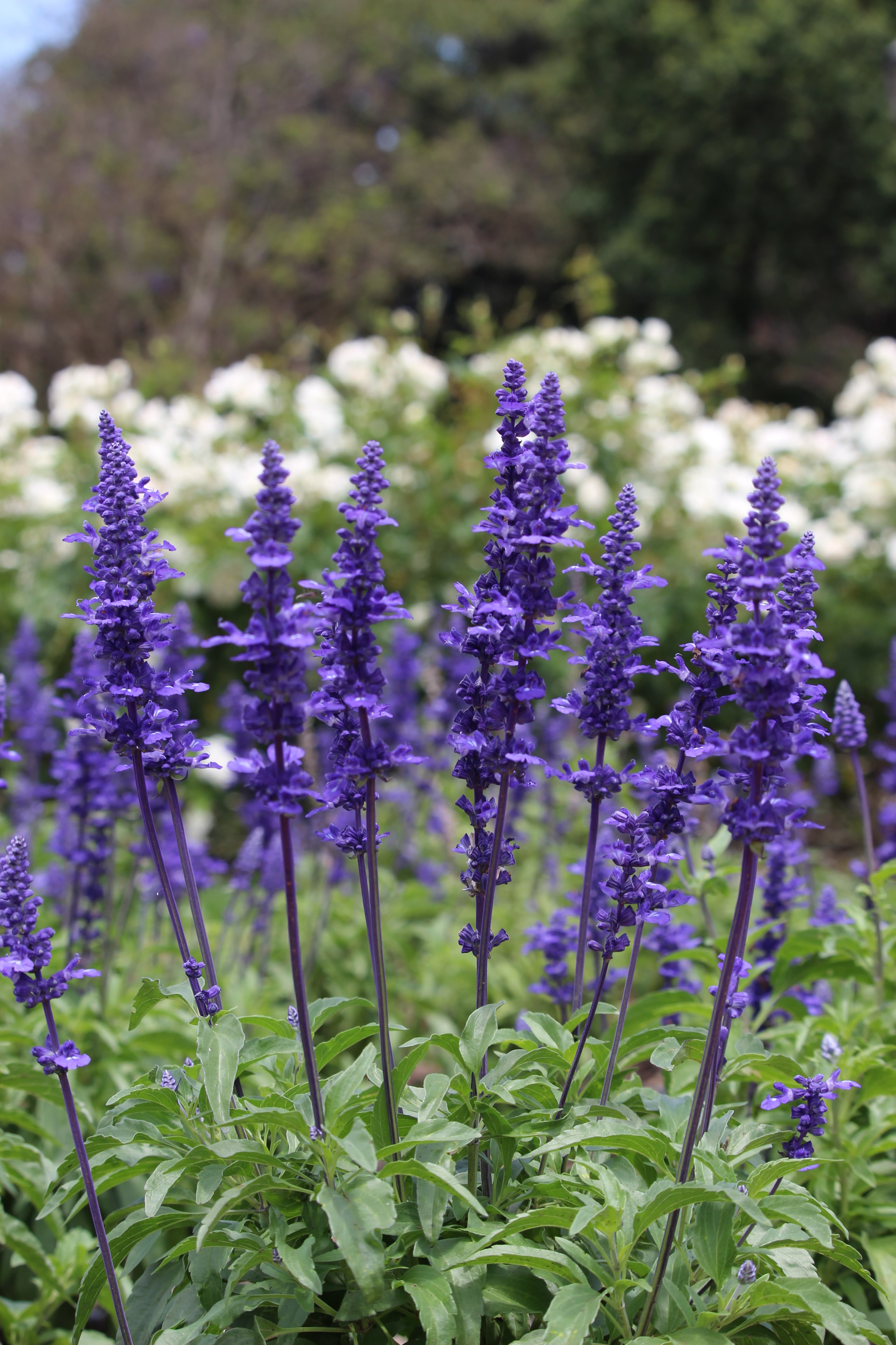 purple flowers at Paseo El Rosedal