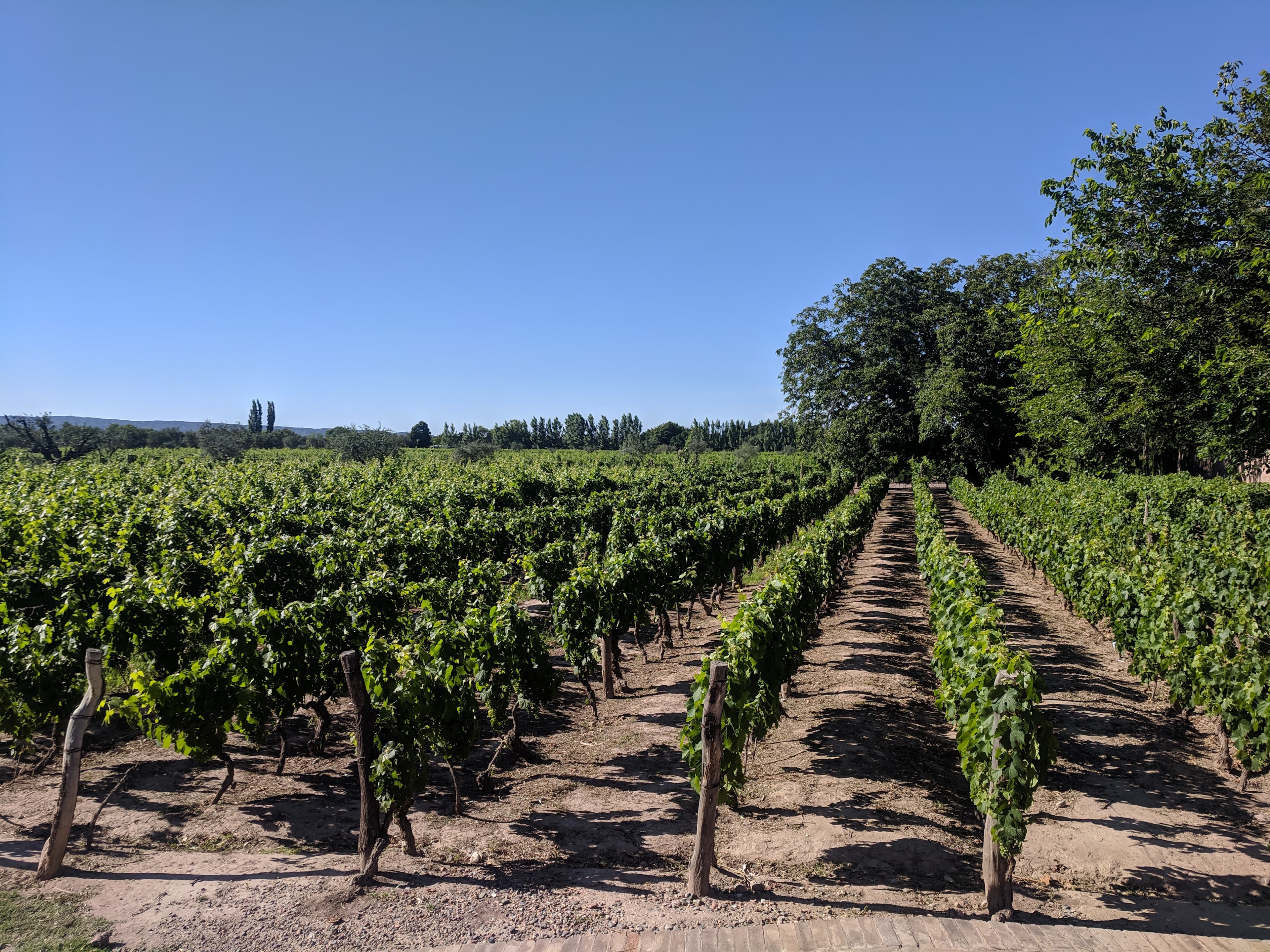 Grape vines at Bodega Lagarde