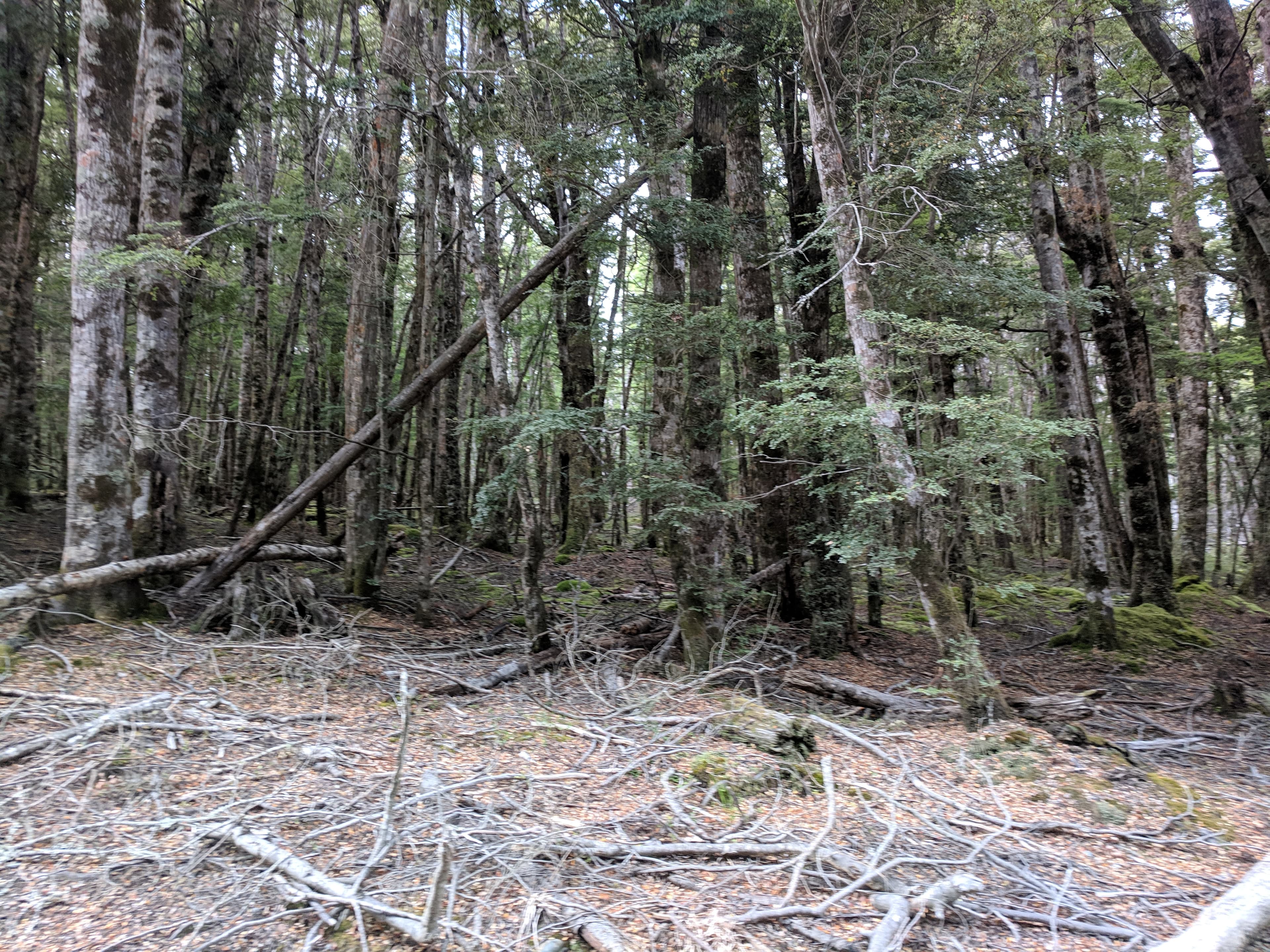 Fangorn Forest