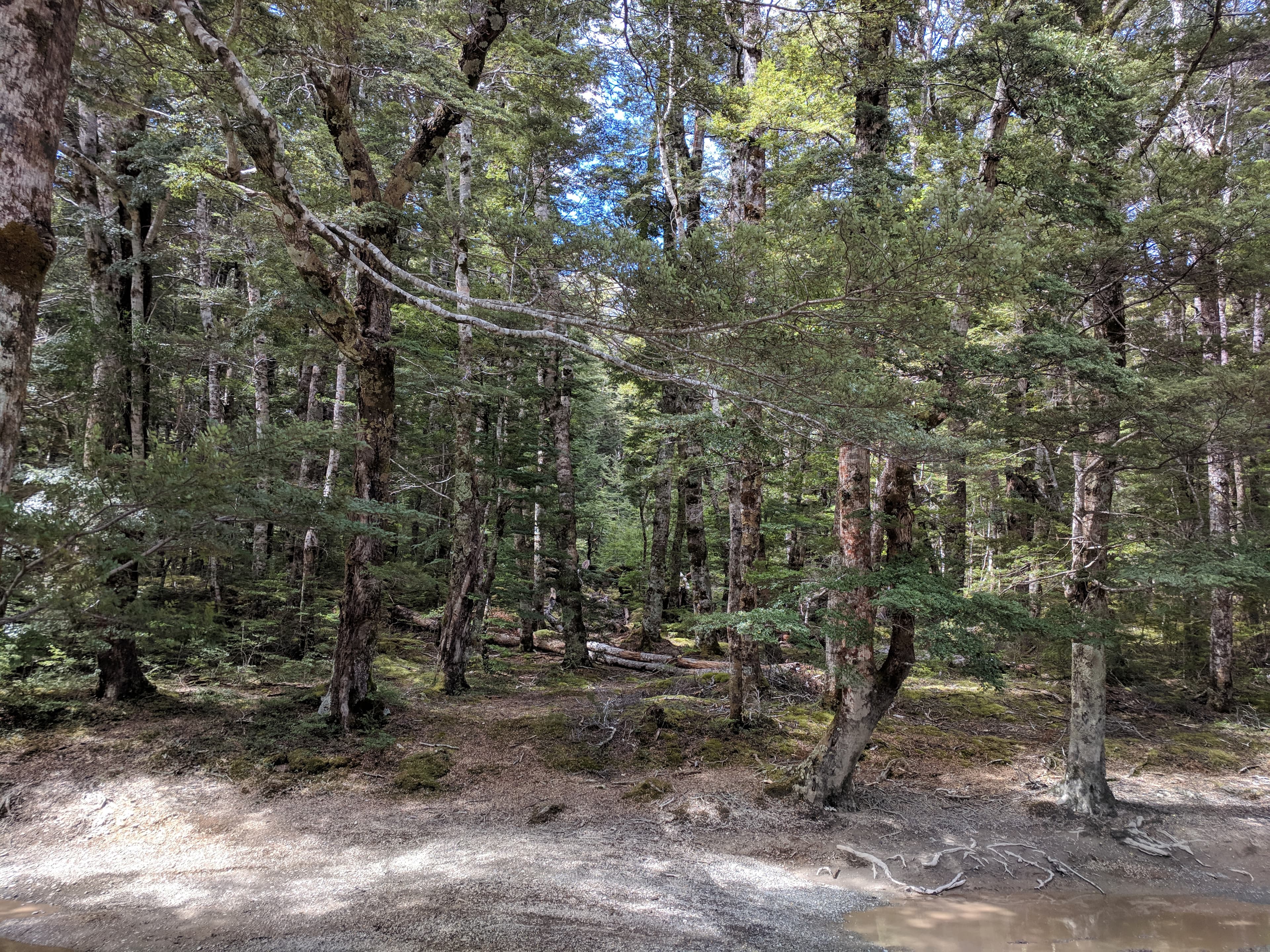 Woods near Nen Hithoel (Mavora Lake)