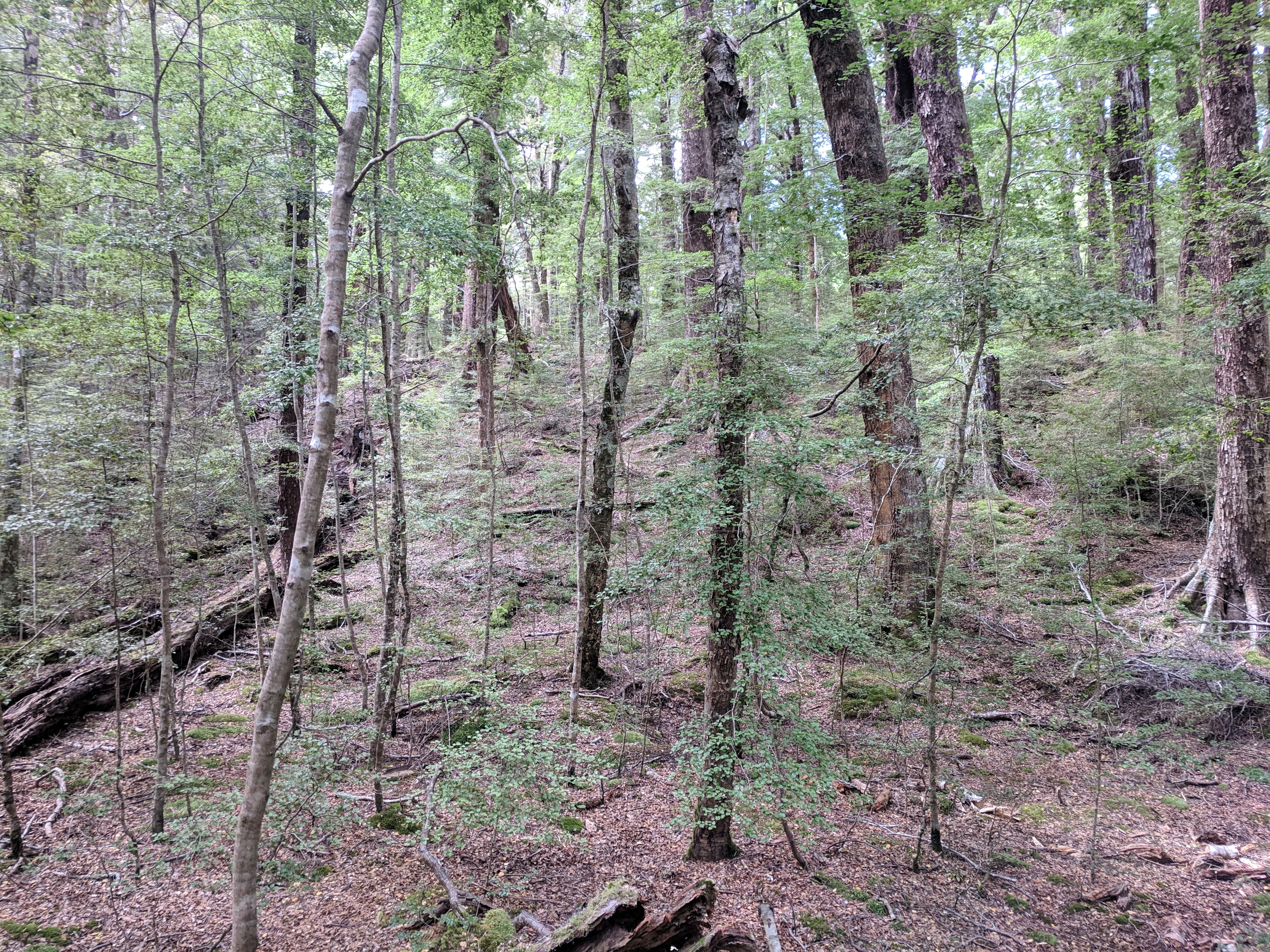 More woods near Nen Hithoel