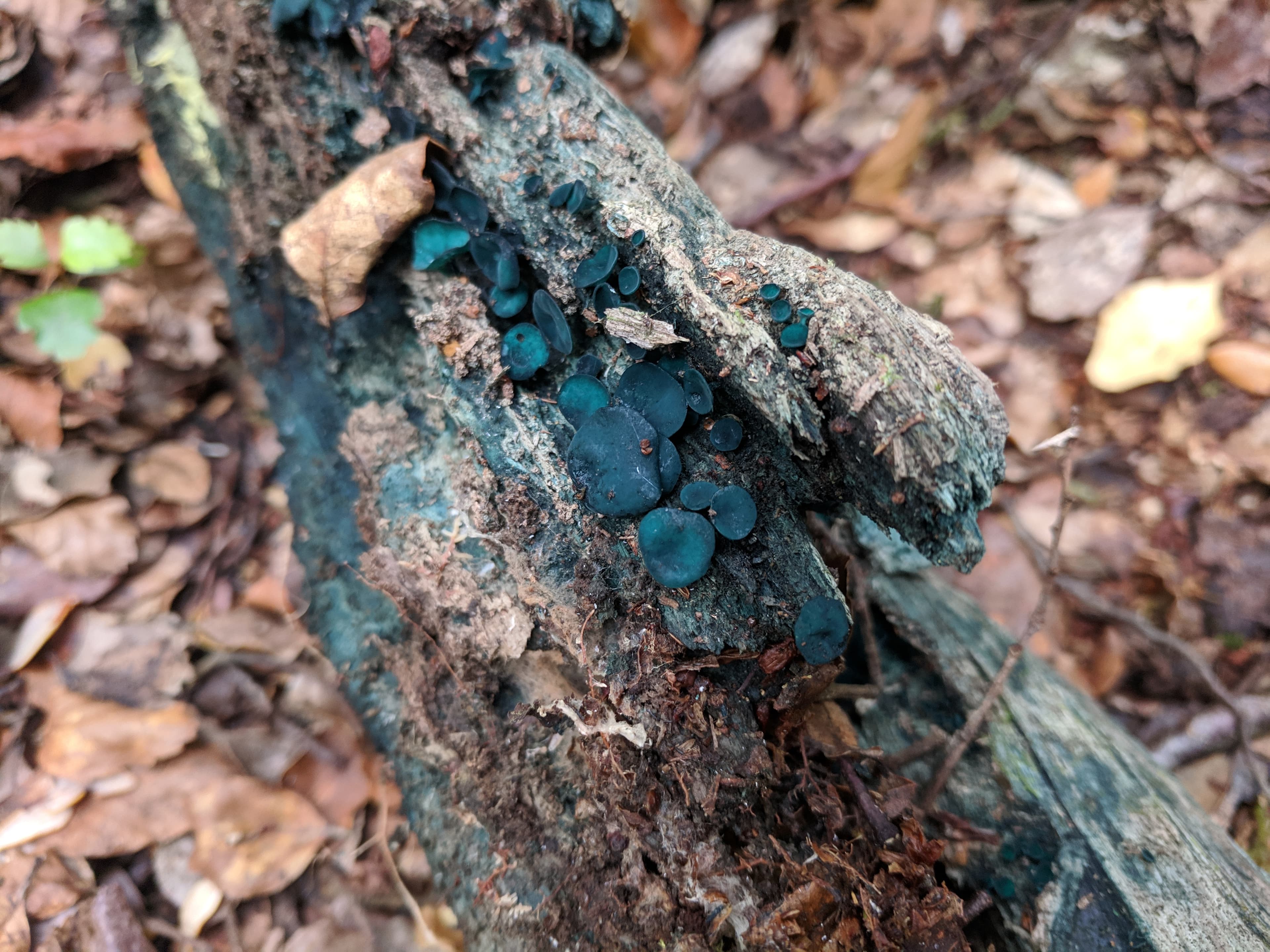 Chlorociboria mushrooms near Nen Hithoel