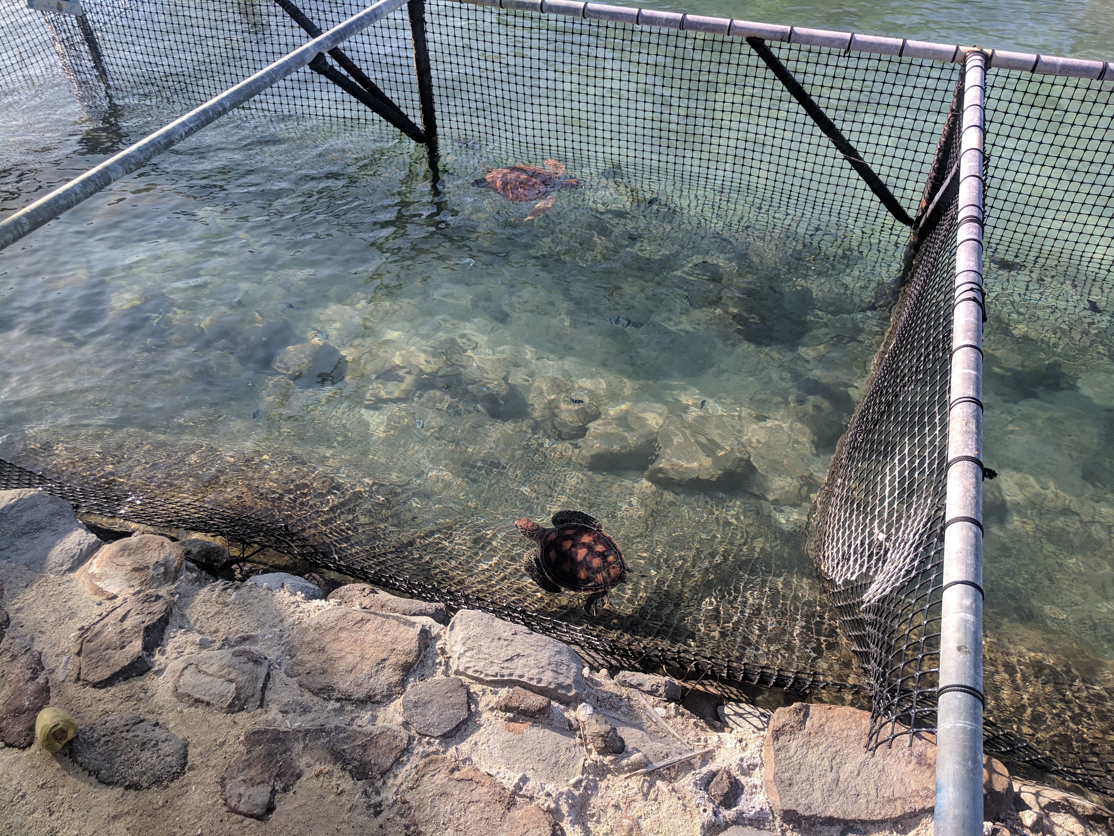 Baby turtles at the Turtle Care Center