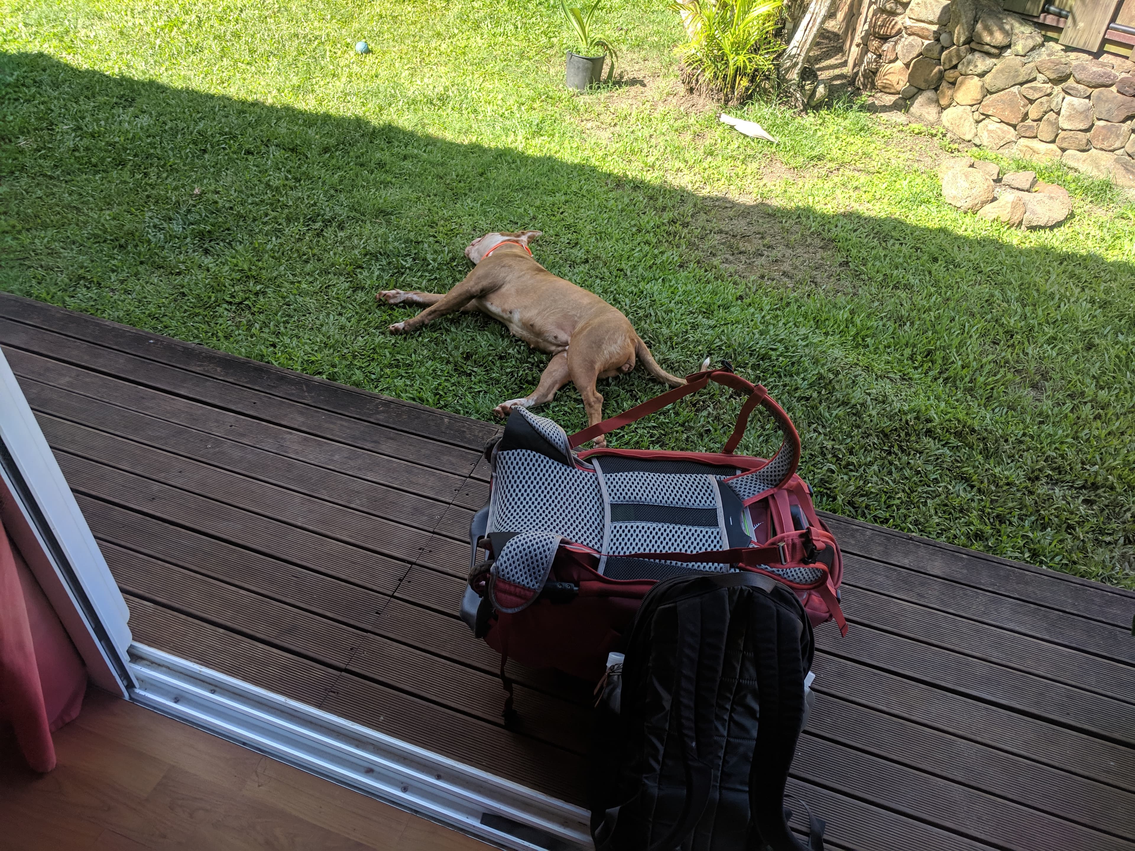 Airbnb pup helping us pack