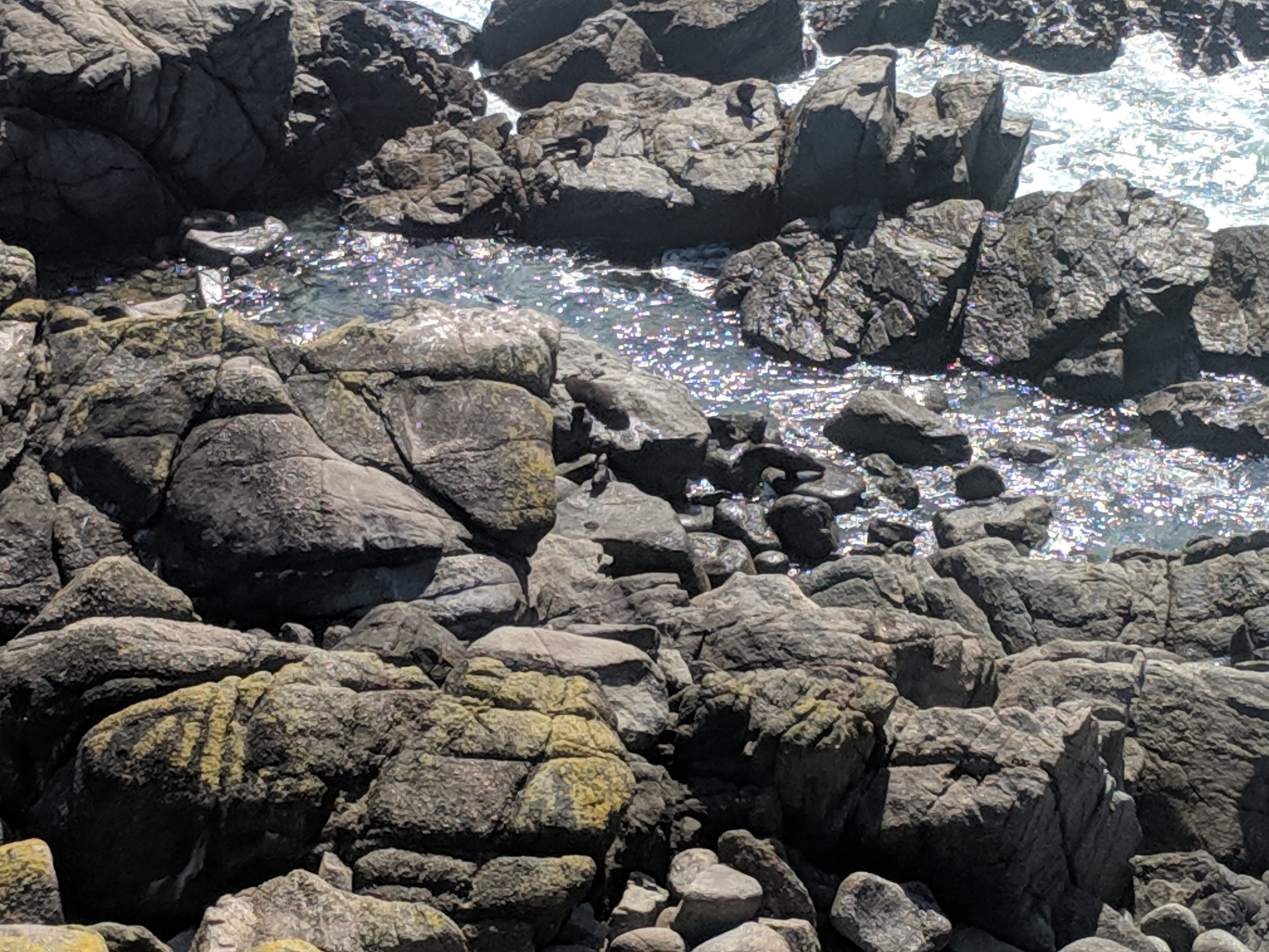 Seals at Cape Foulwind