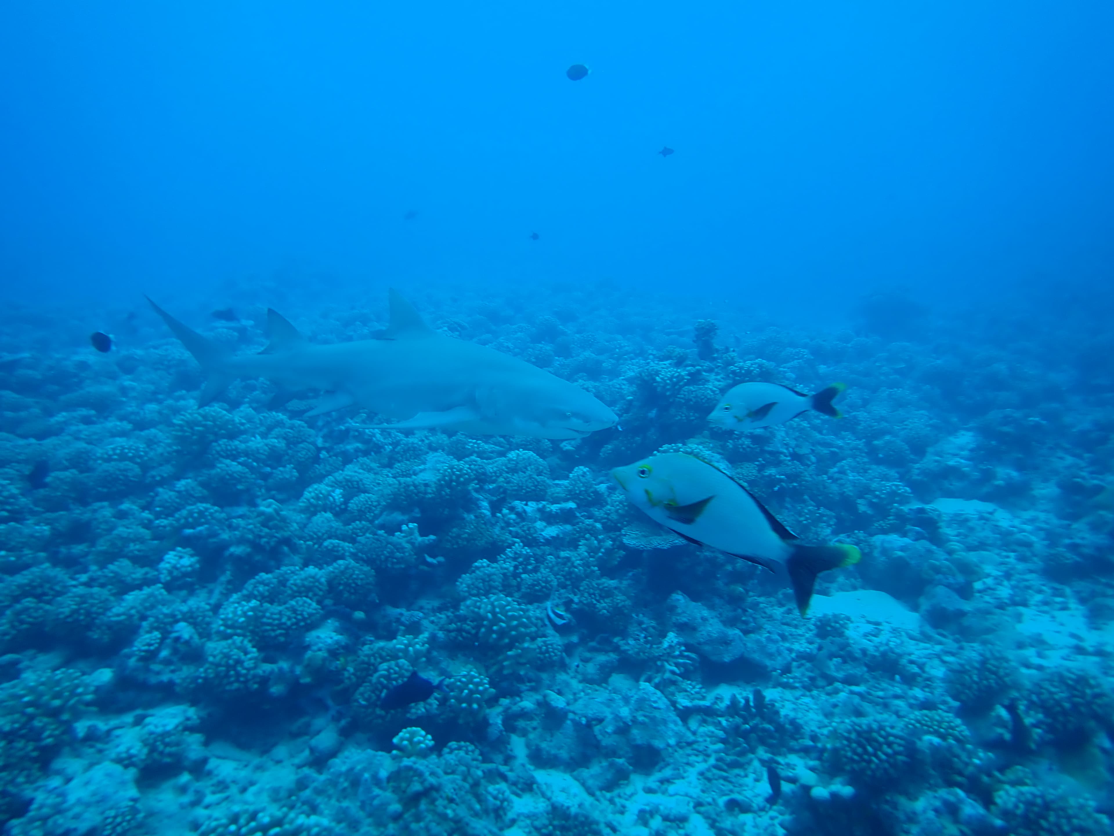 Lemon shark and other fish