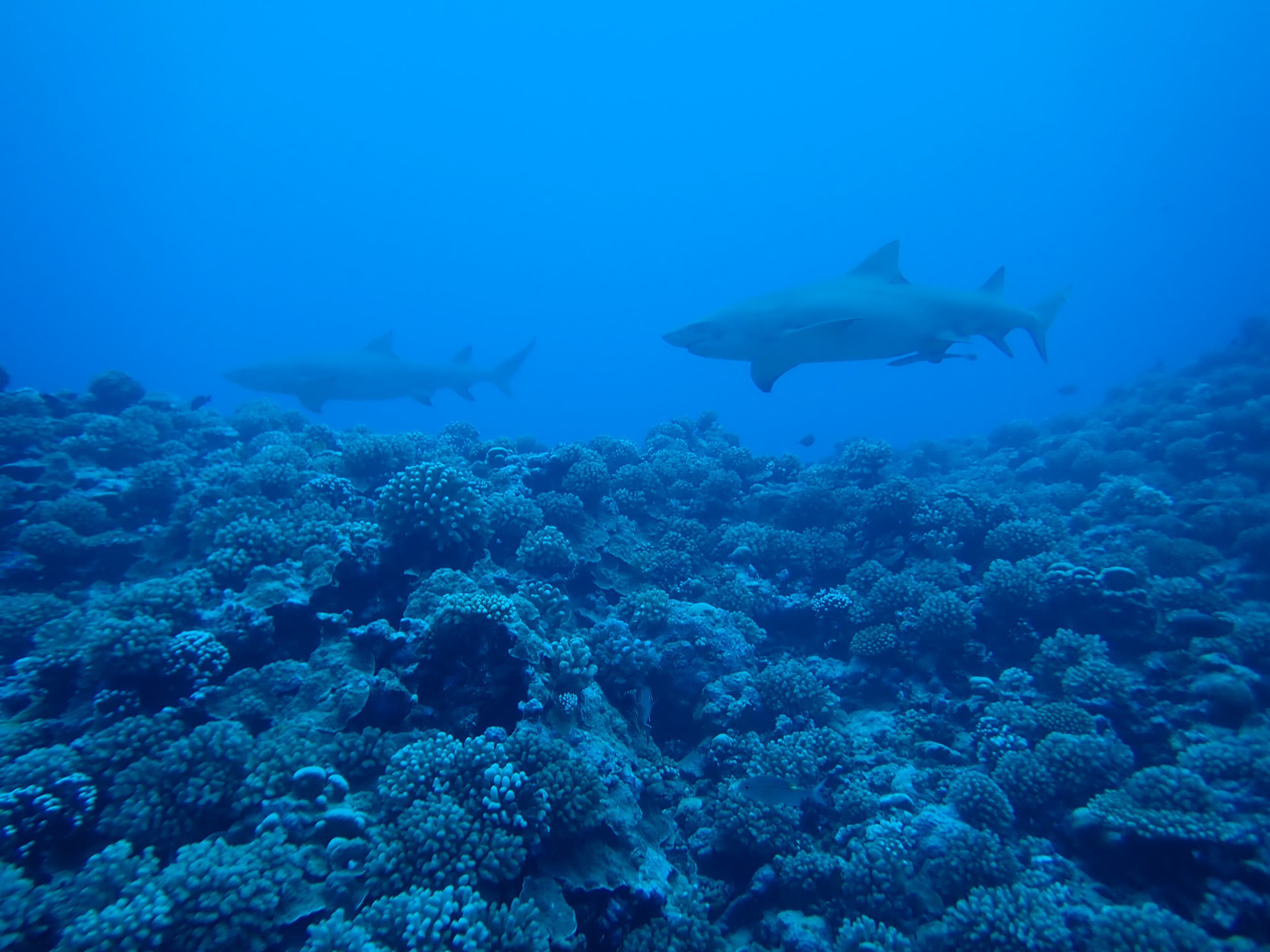 2 Lemon sharks