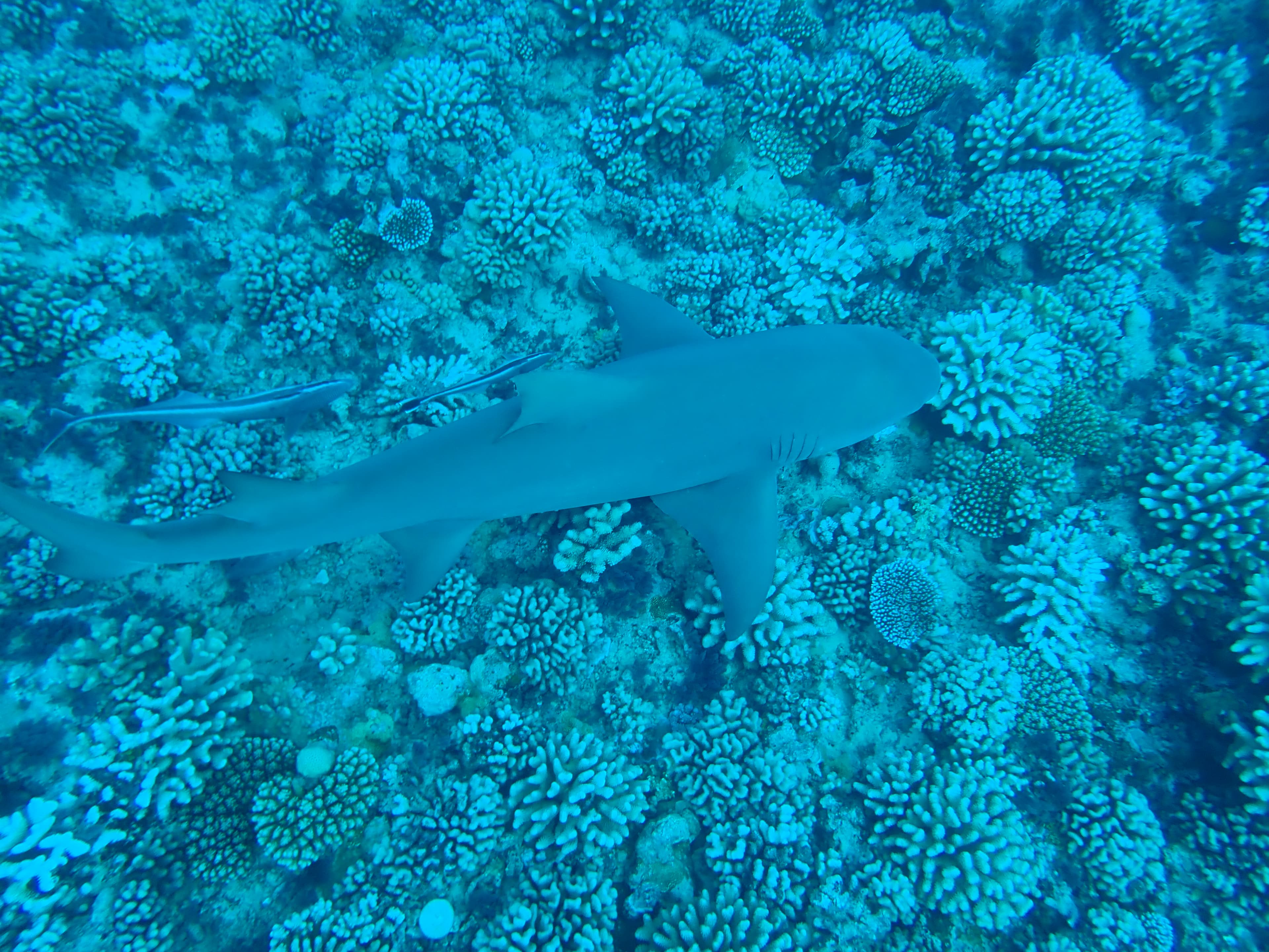 Lemon shark swimming under us