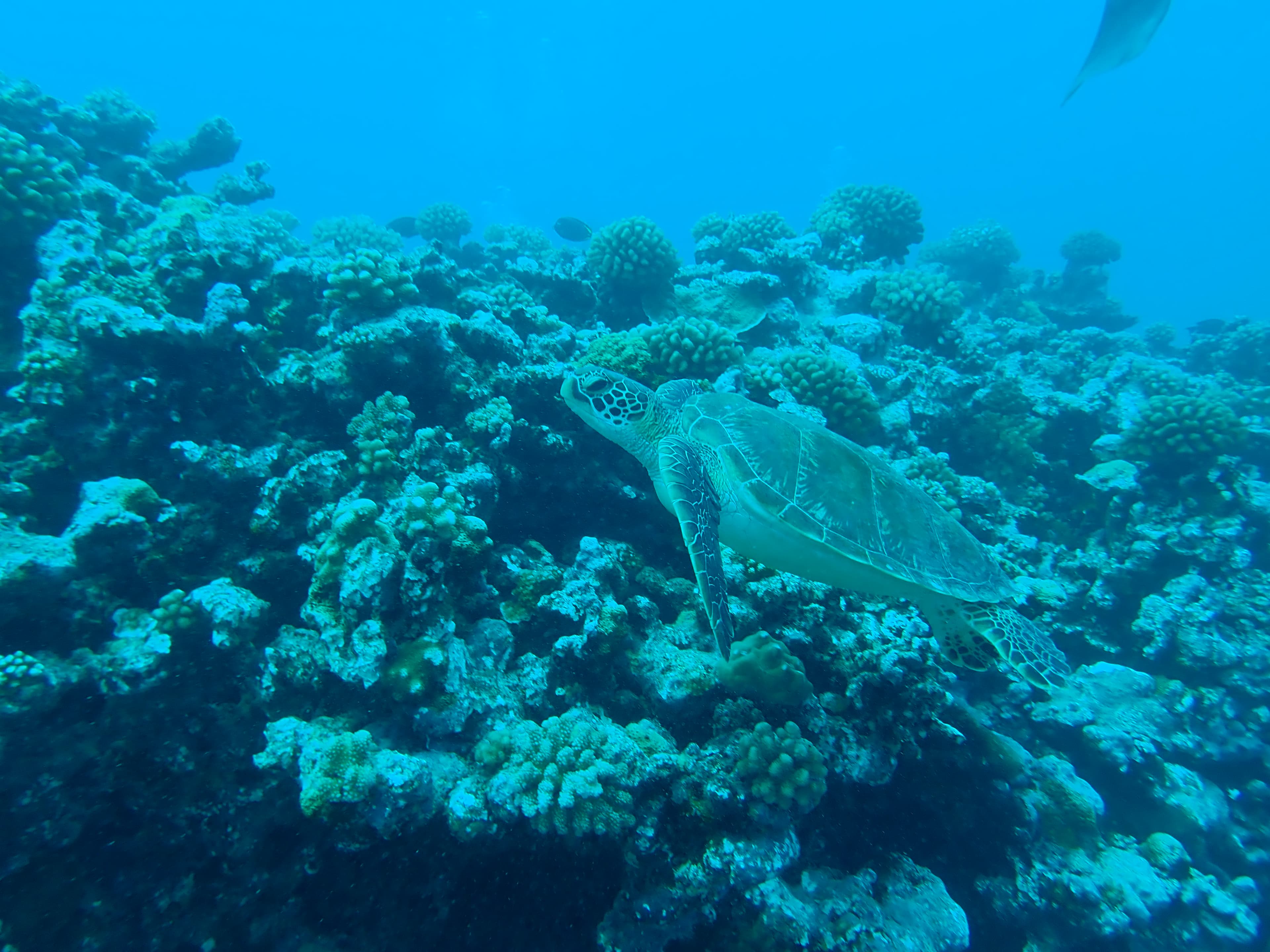 Green sea turtle!