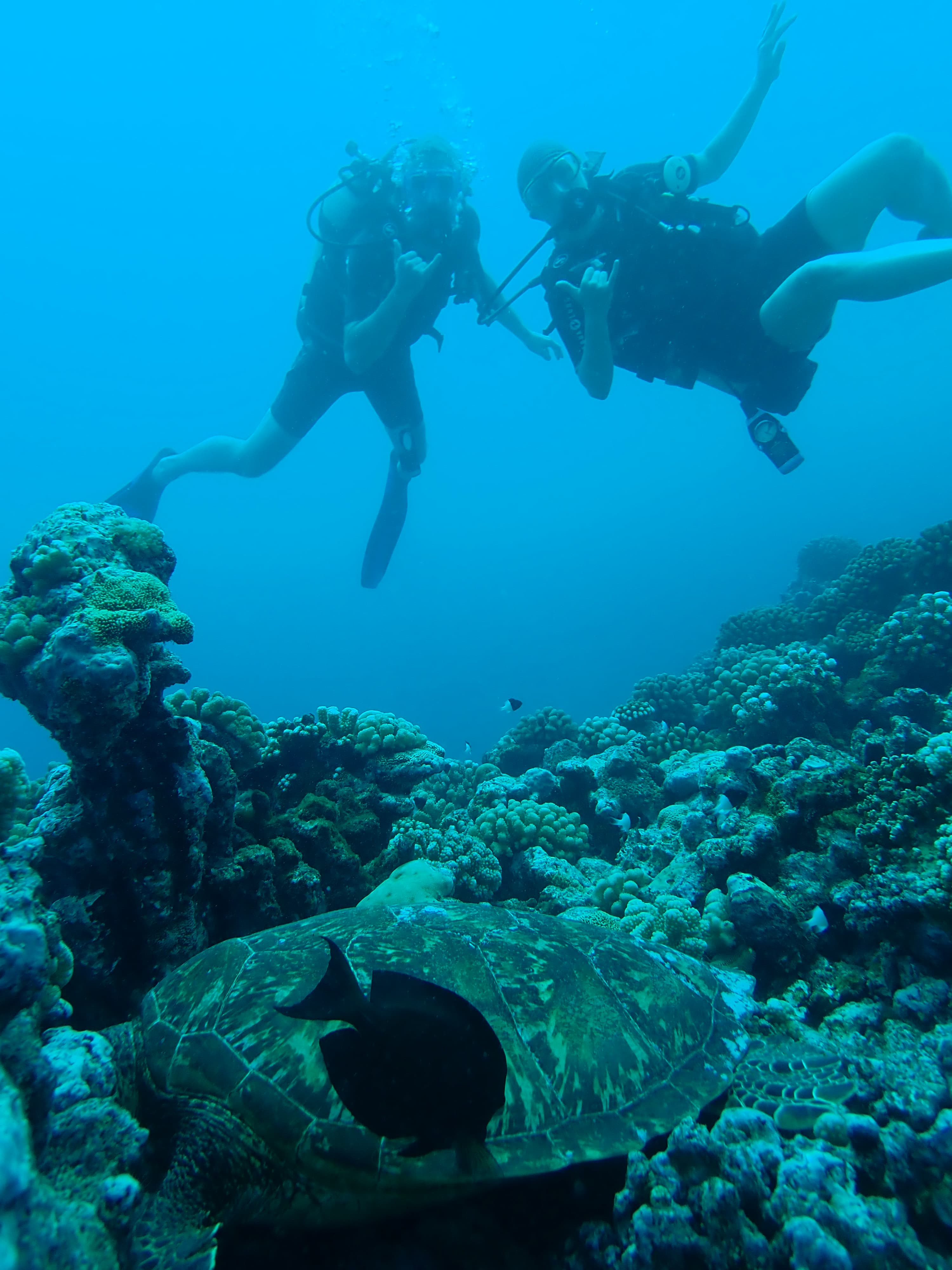 Cover Image for Scuba Diving in Mo'orea