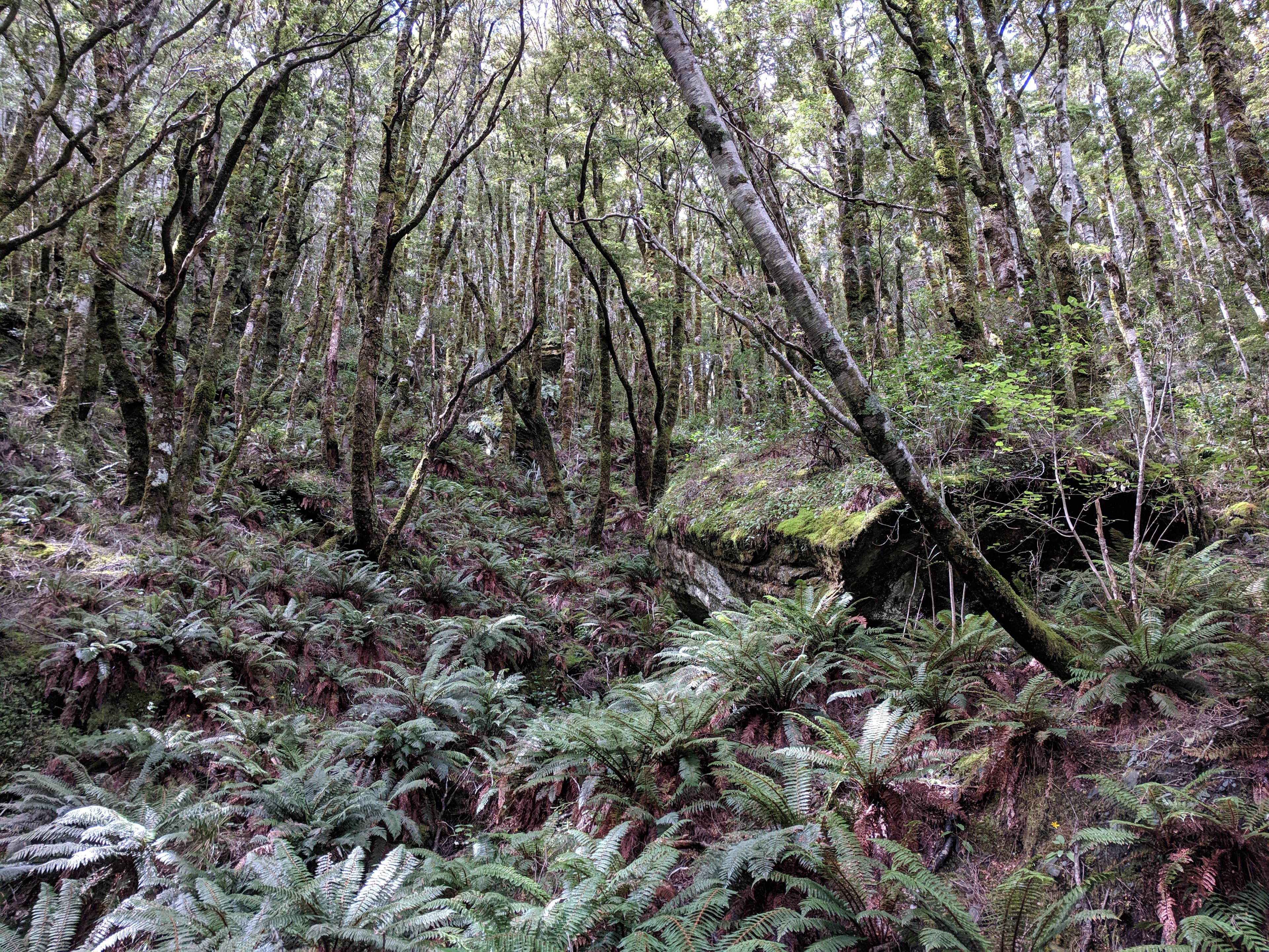 Forest near Rob Roy Glacier