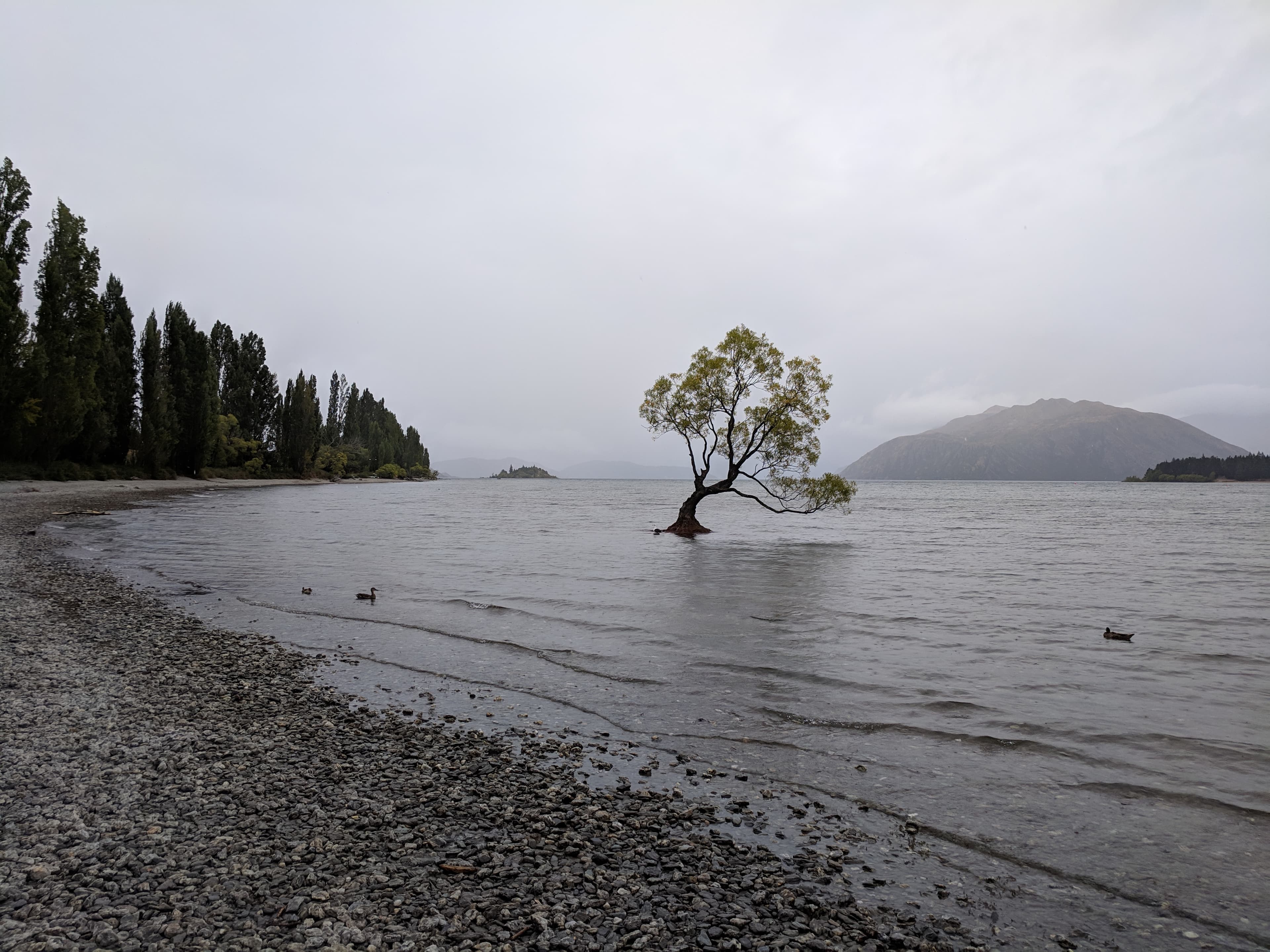 #ThatWanakaTree on a foggy day