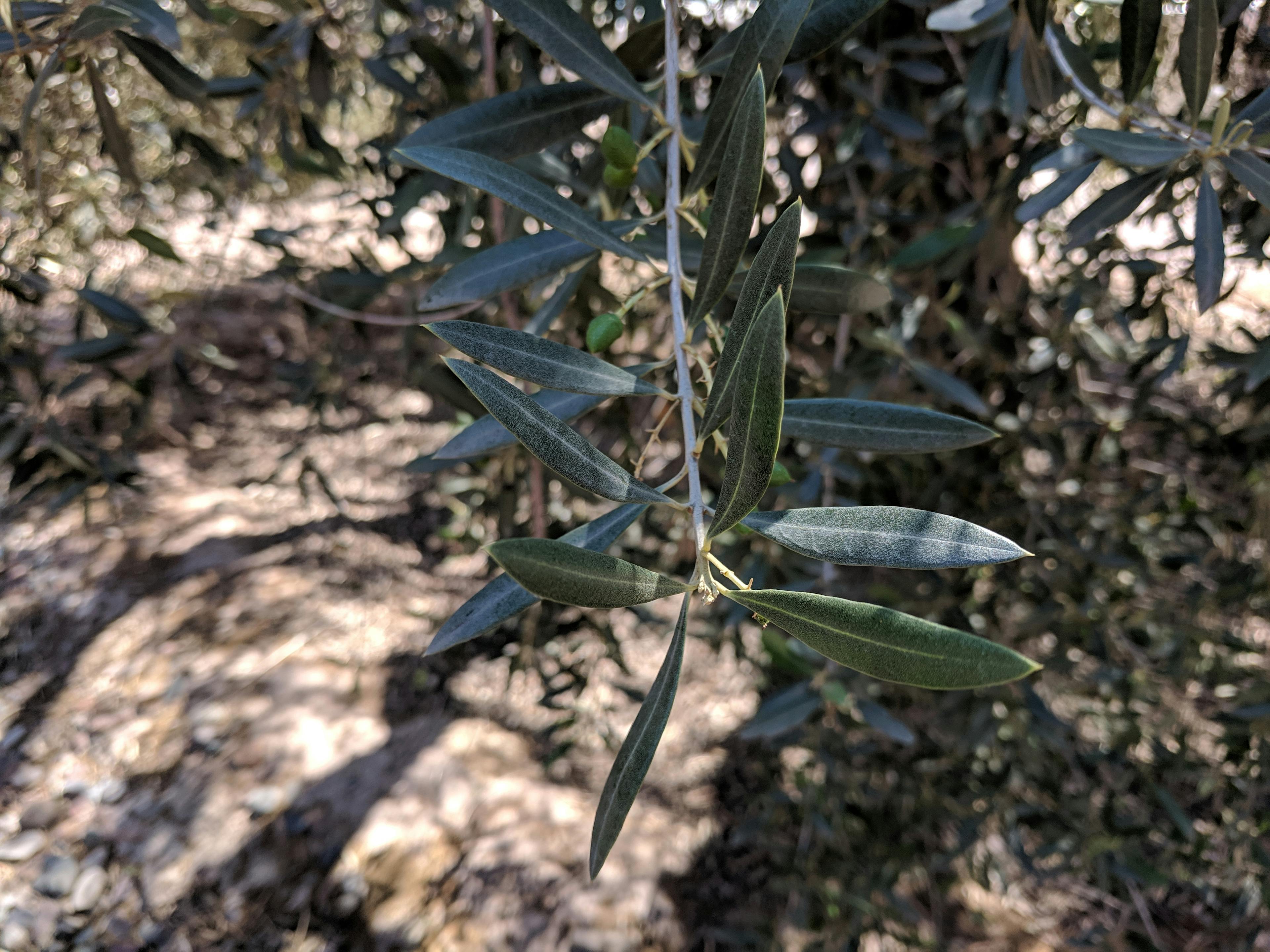 Olive Trees at Maguay Oliveria