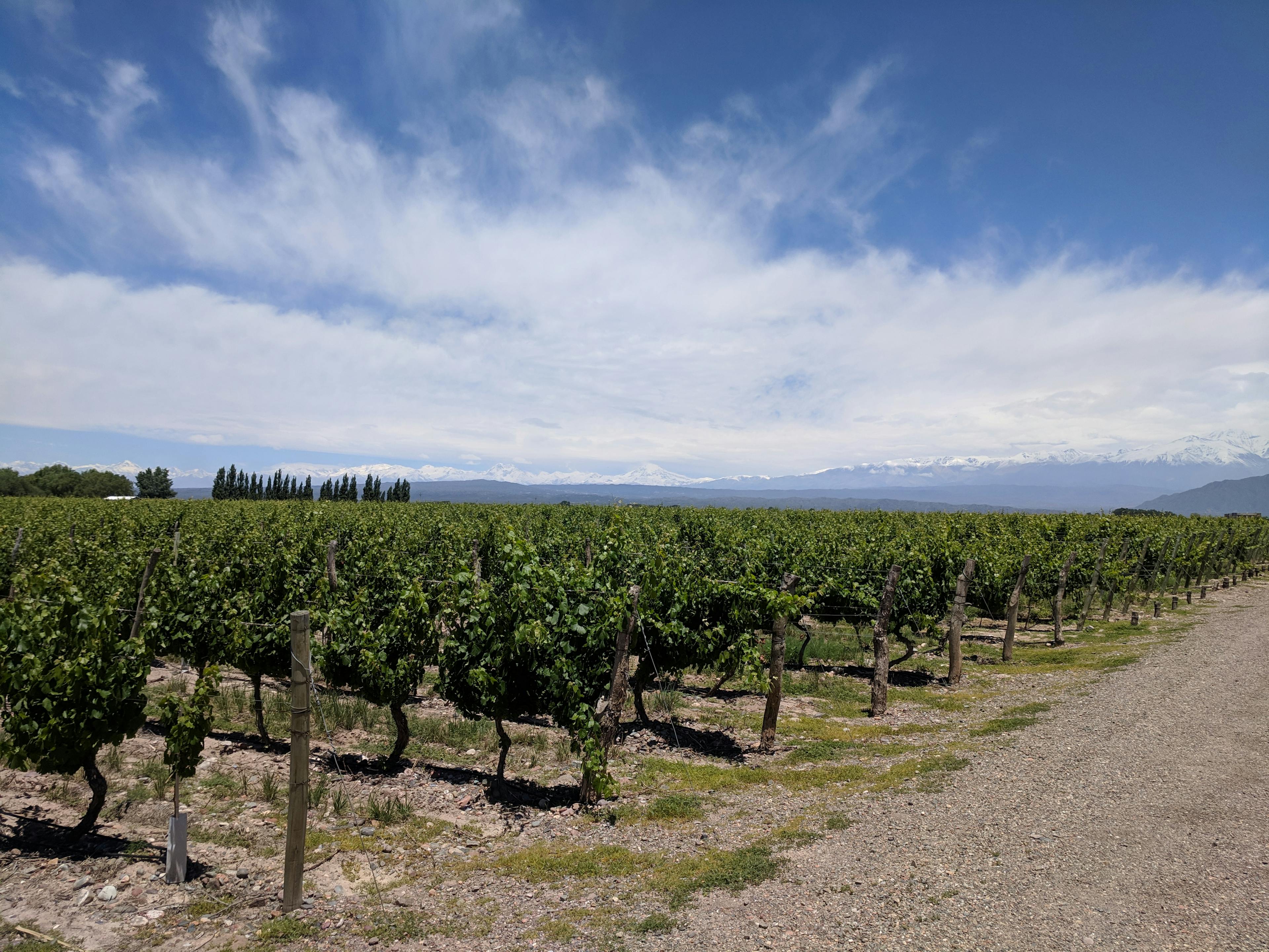 Cover Image for DIY Mendoza Winery Tour