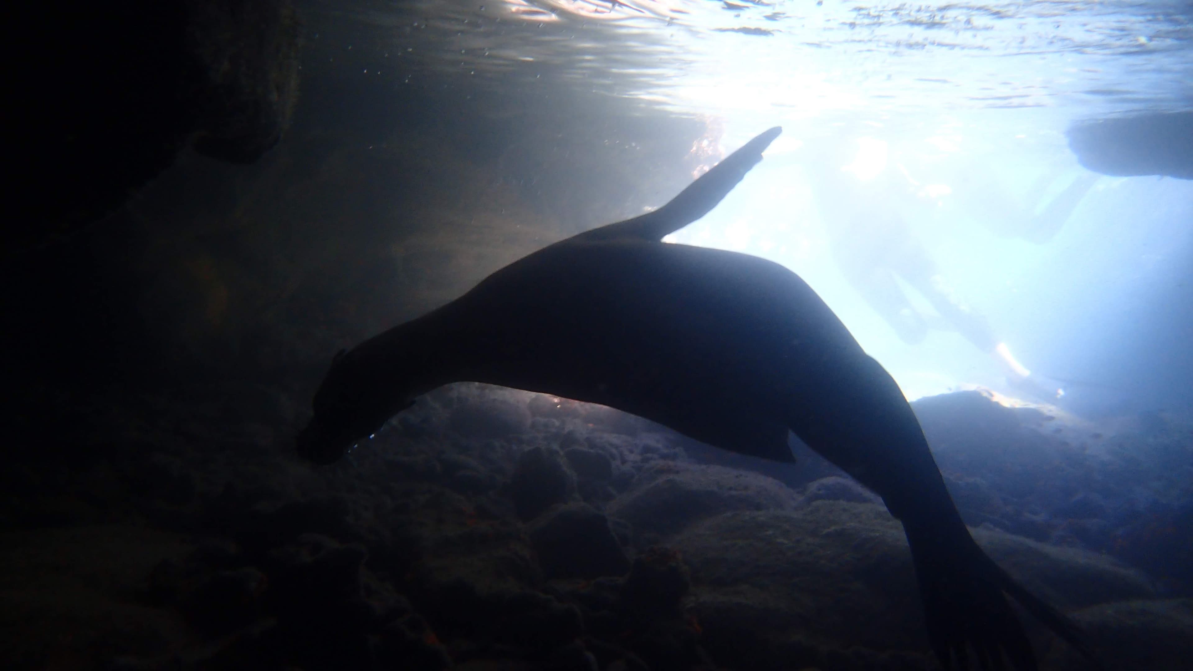 Swimming with sea lions