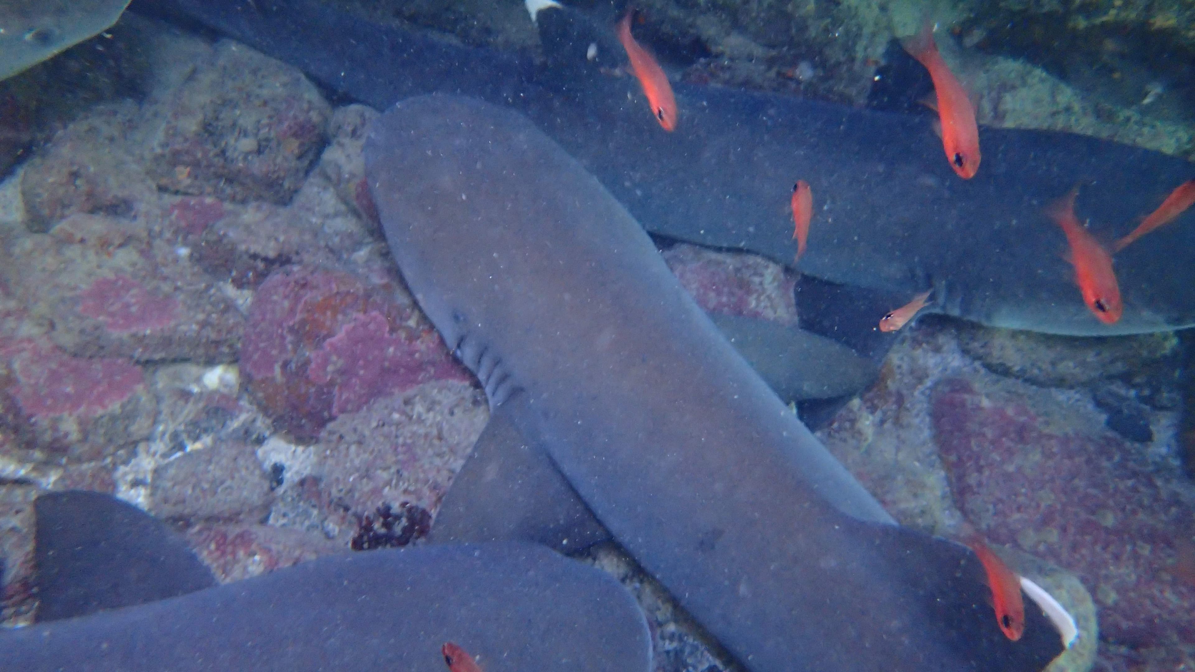 Whitetip reef sharks