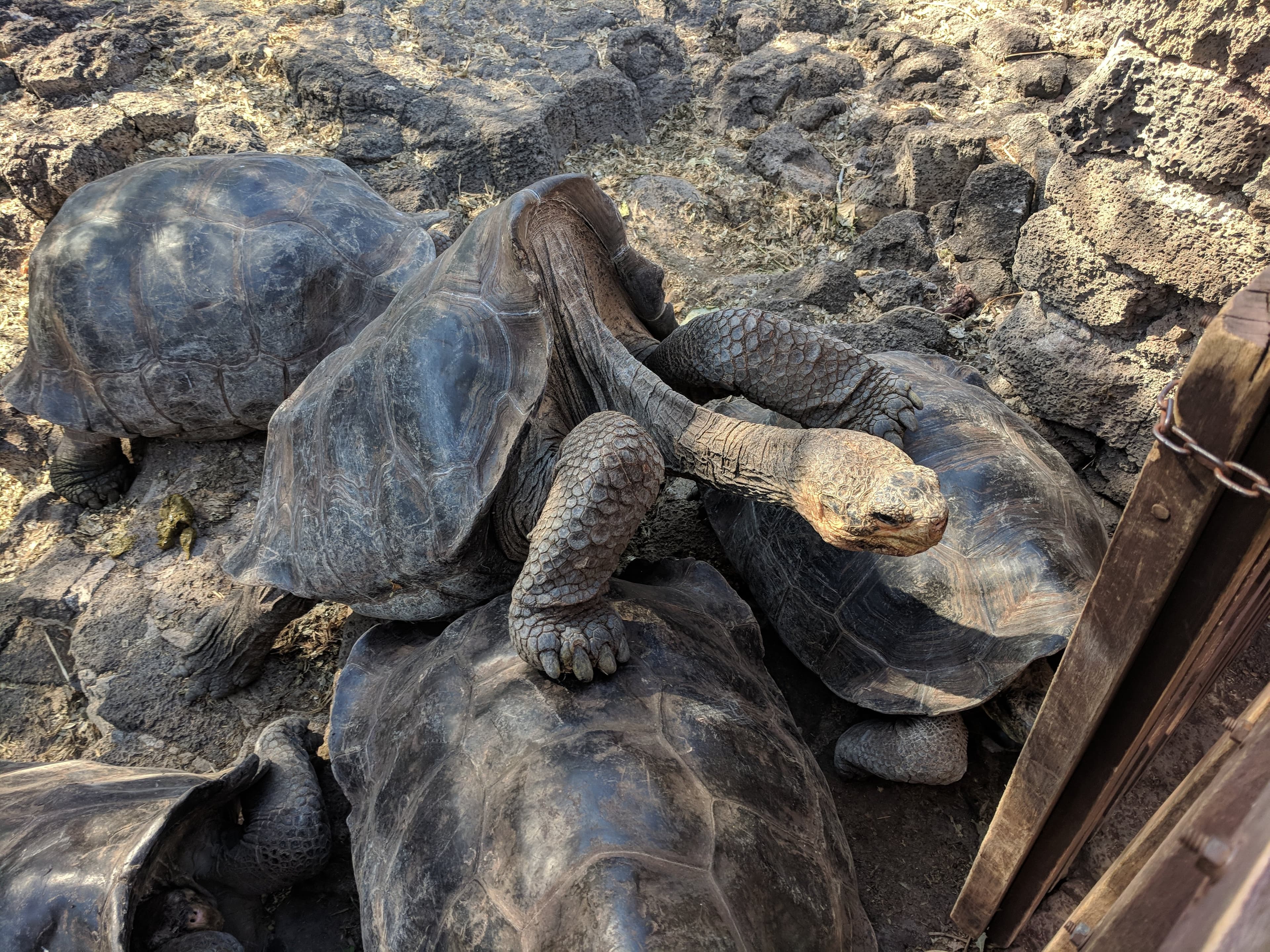 Tortoise breeding program tortoises