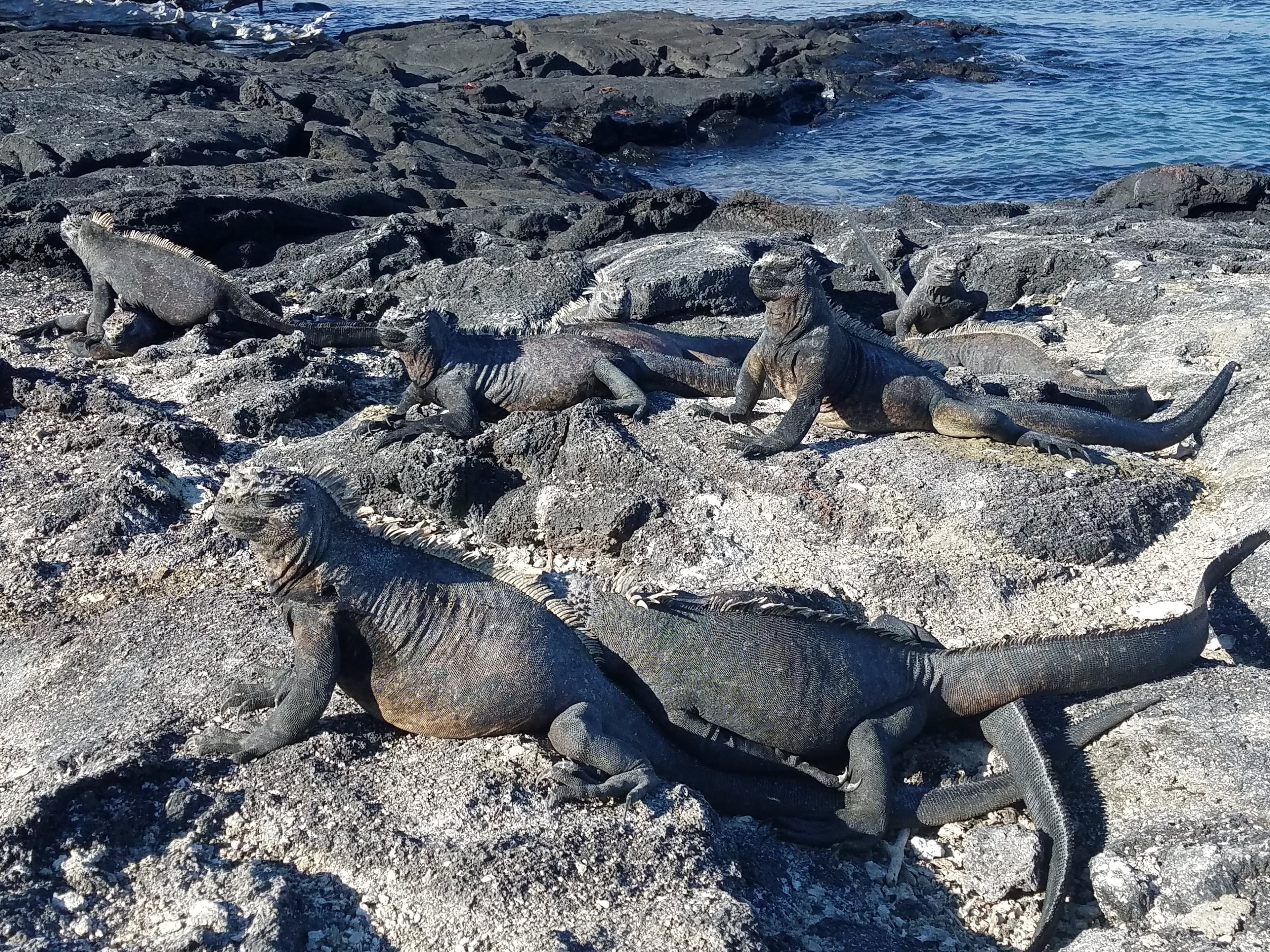 Marine Iguanas!