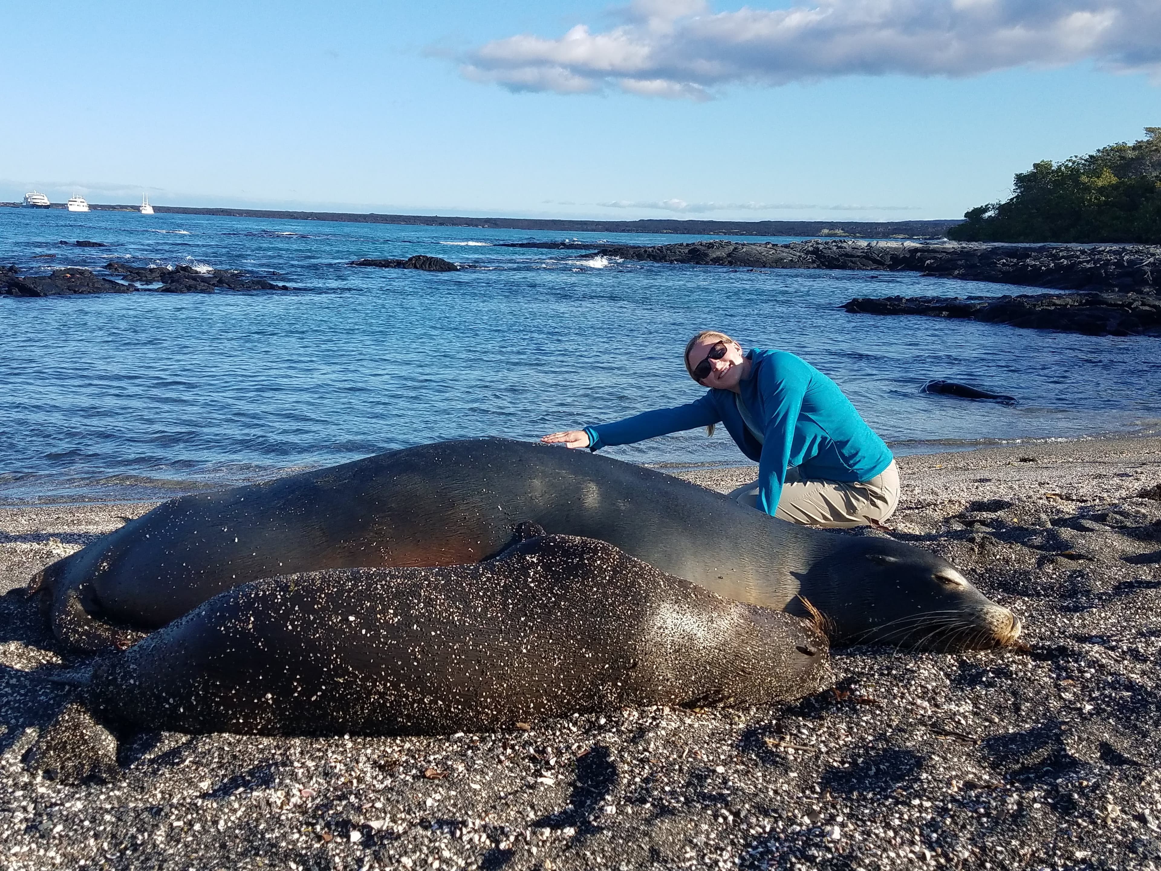 Real big sea lions