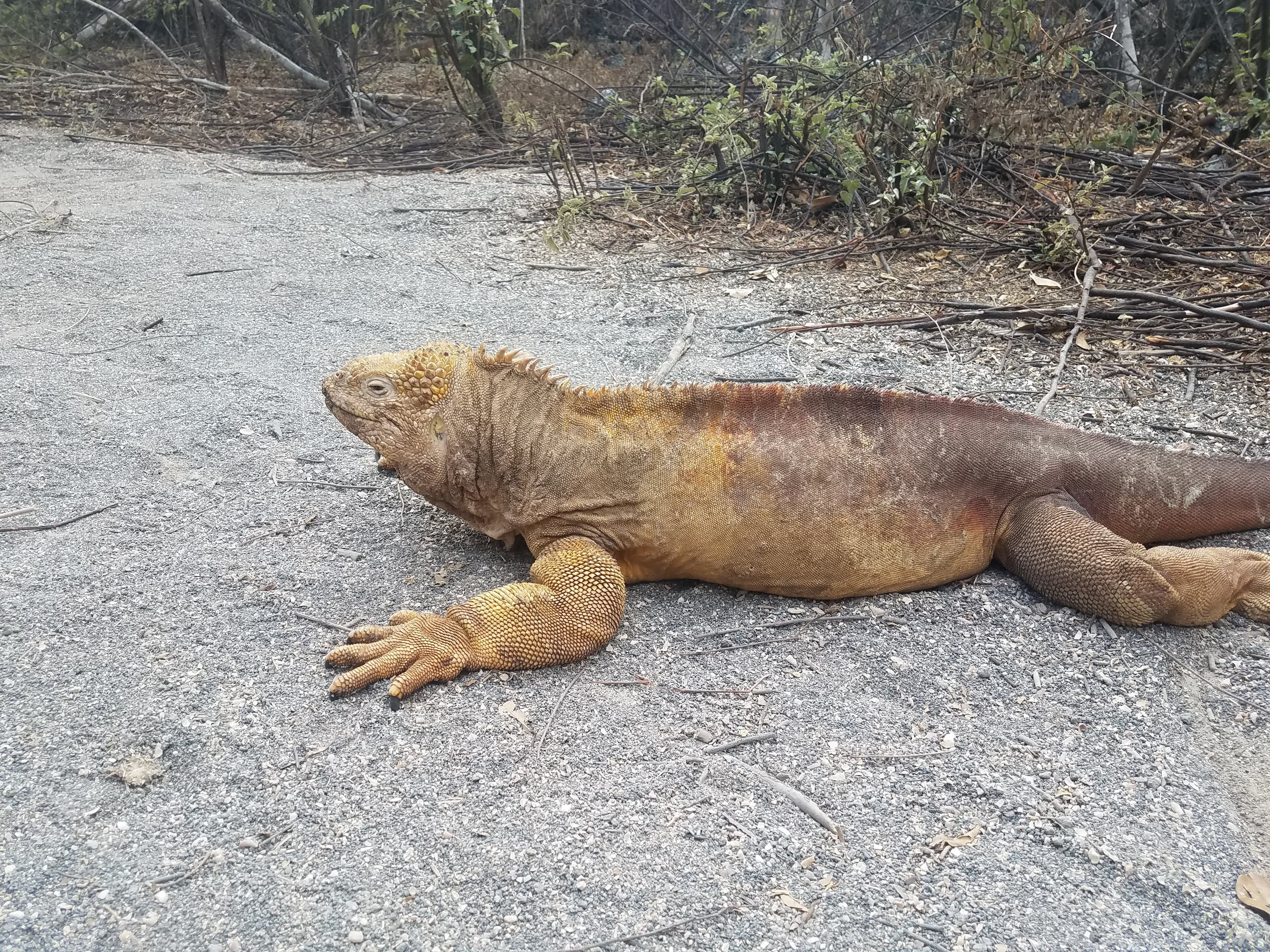 Land iguana