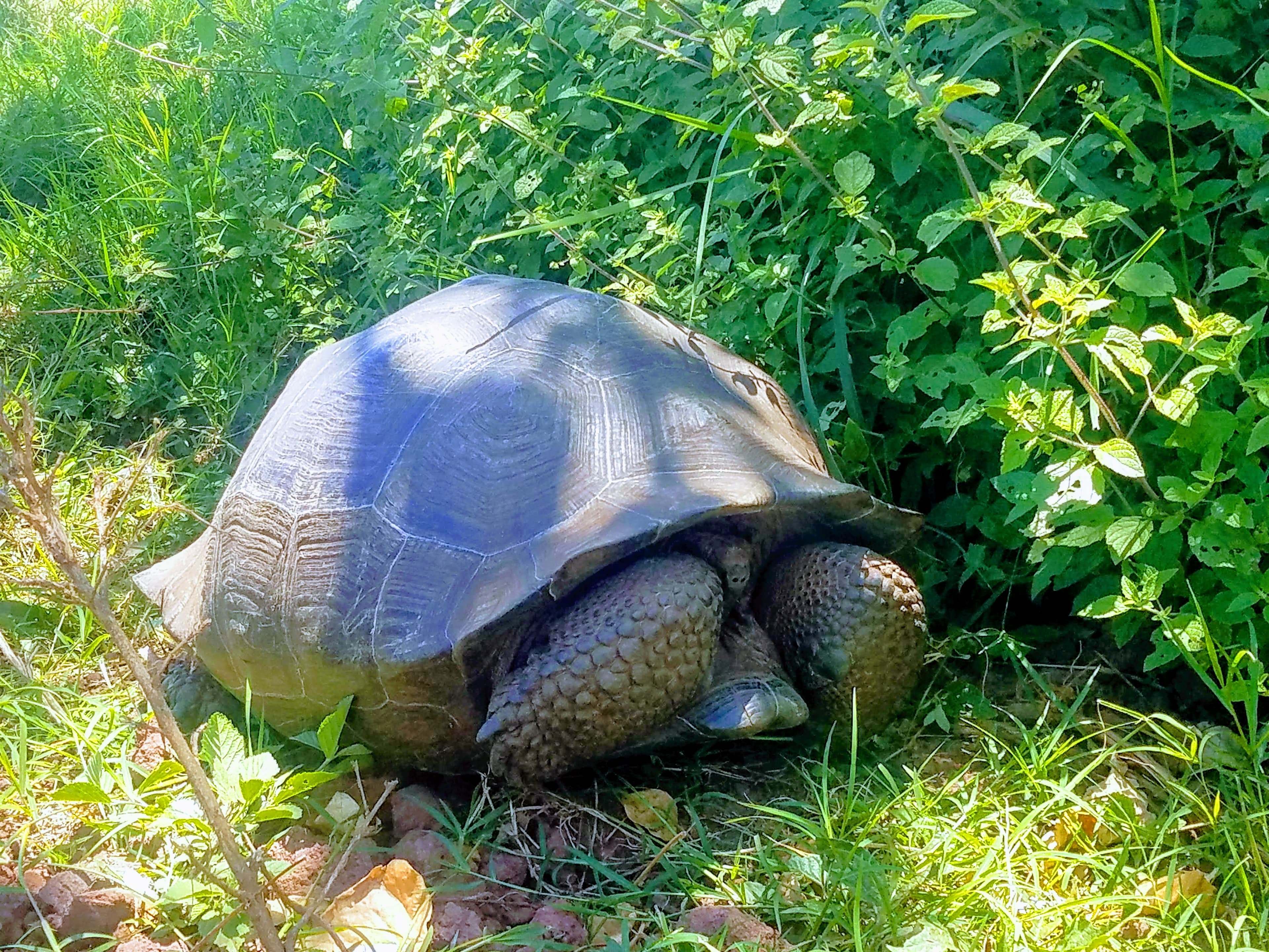 Tortoise