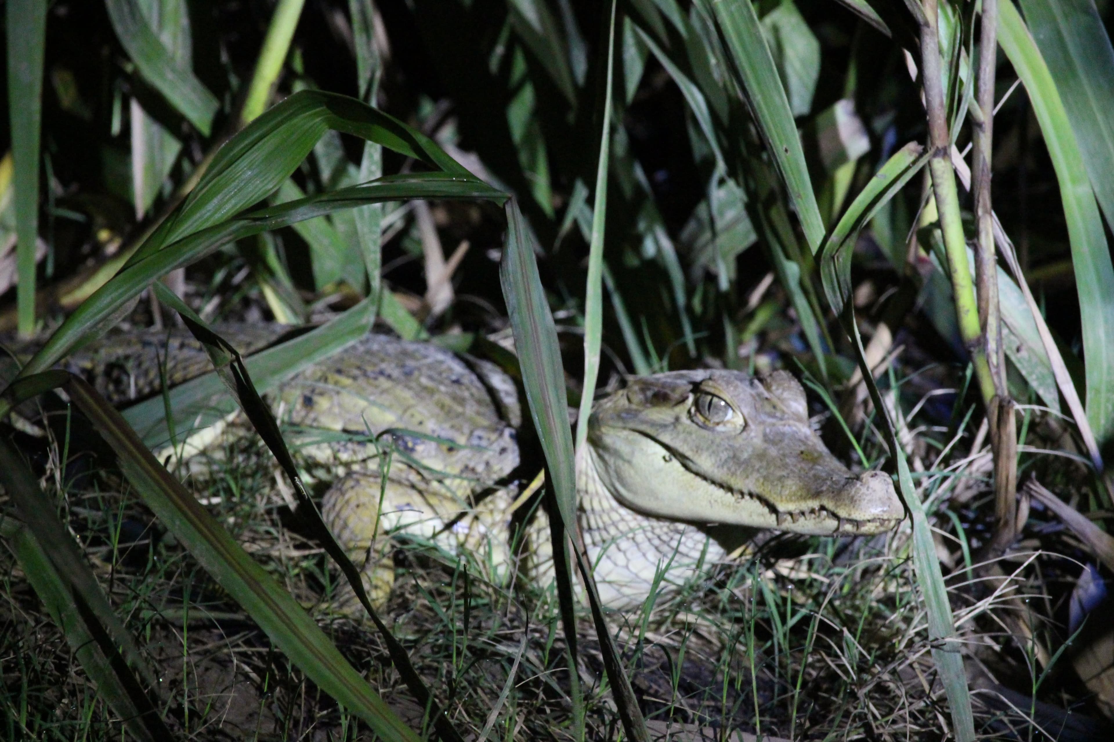 White Caiman