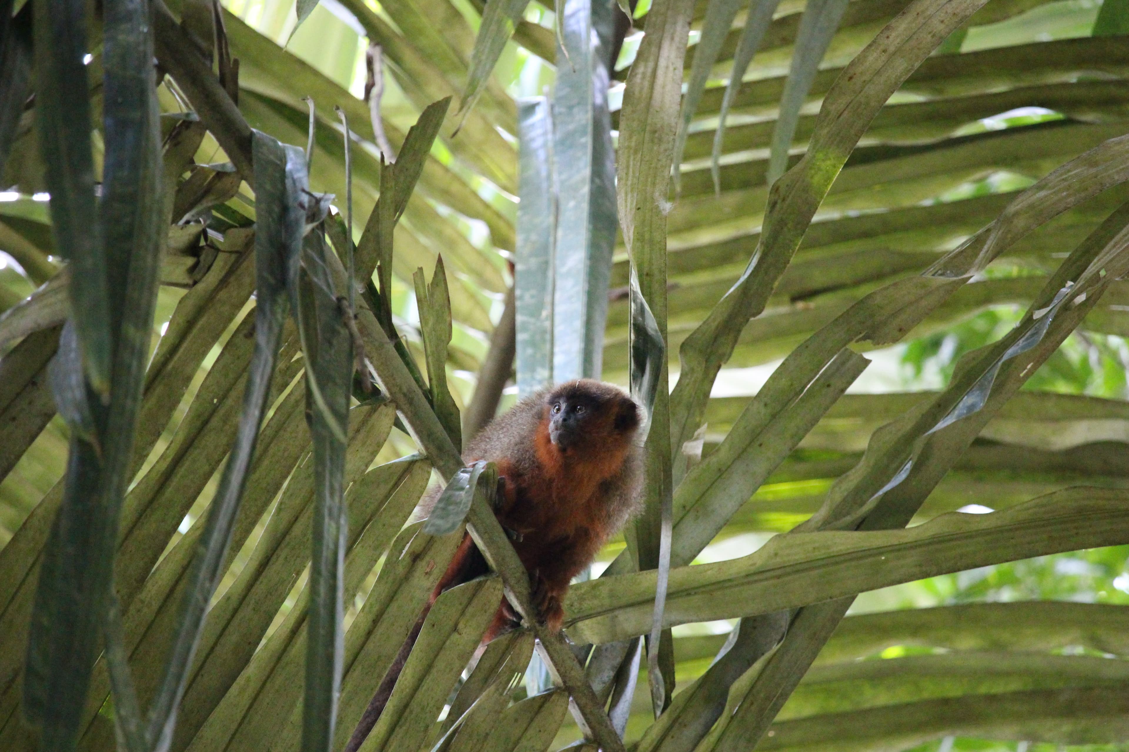 Titi Monkey