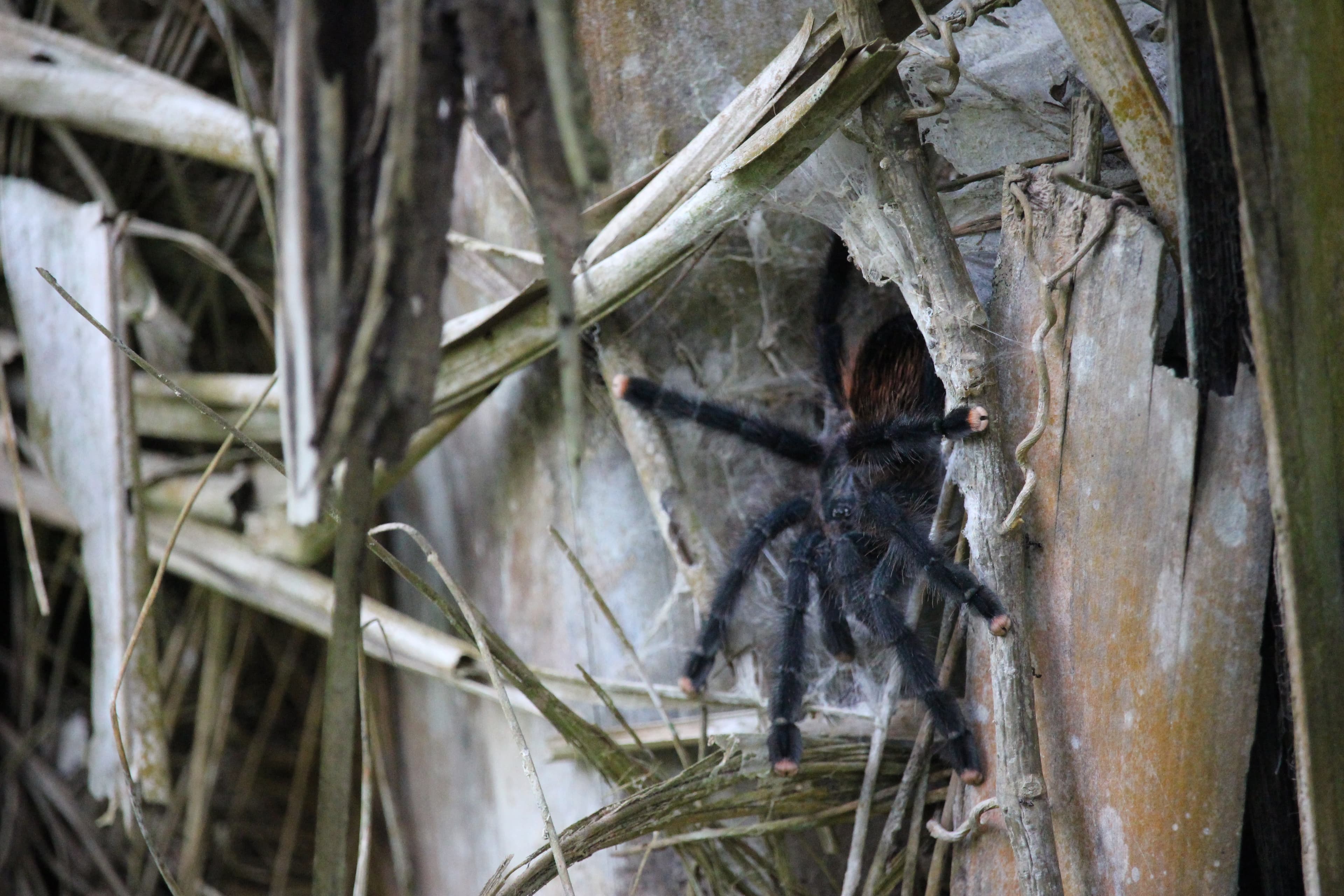 Pink Toed Tarantula hiding in a tree