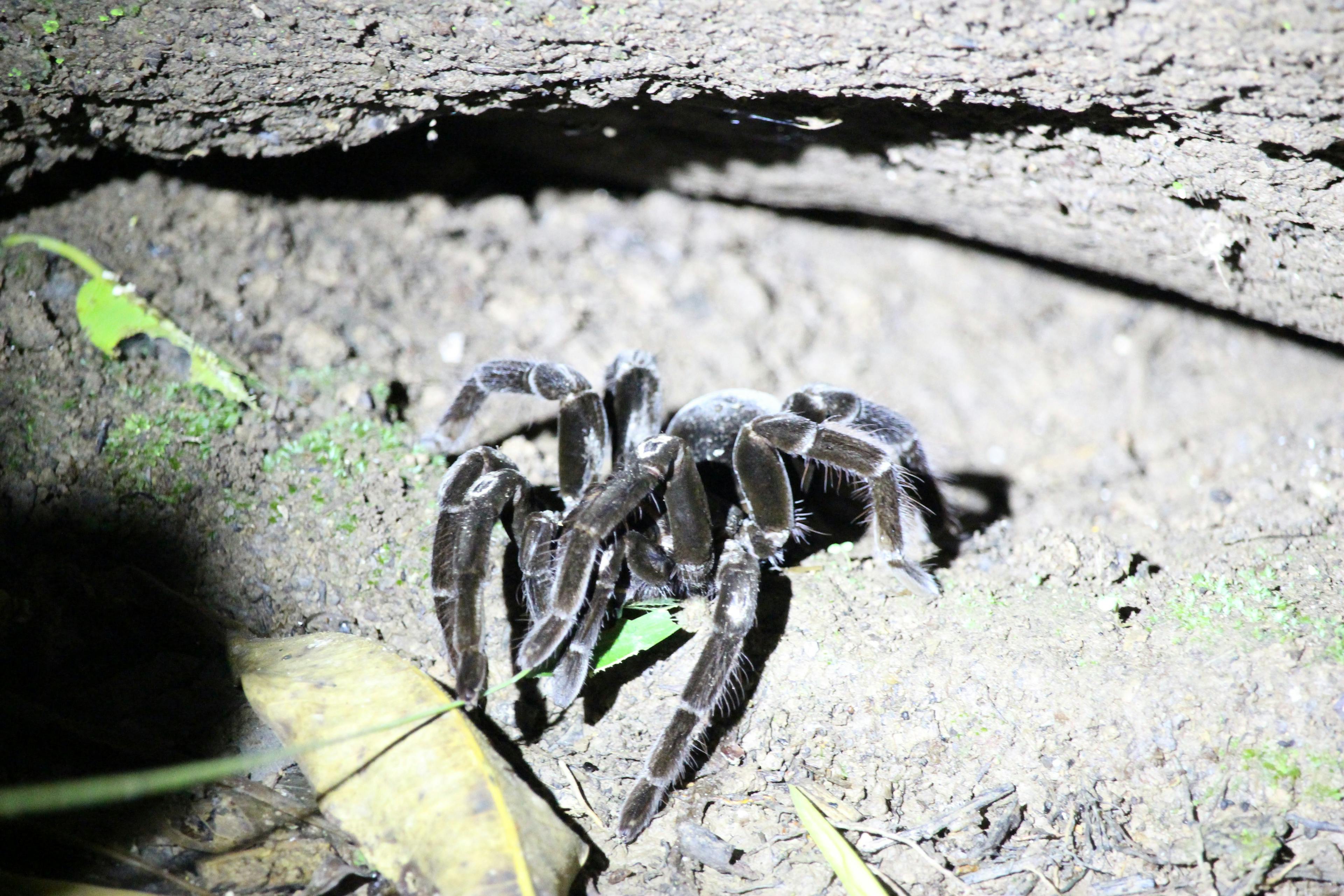 Listen coaxing a tarantula outside of its lair
