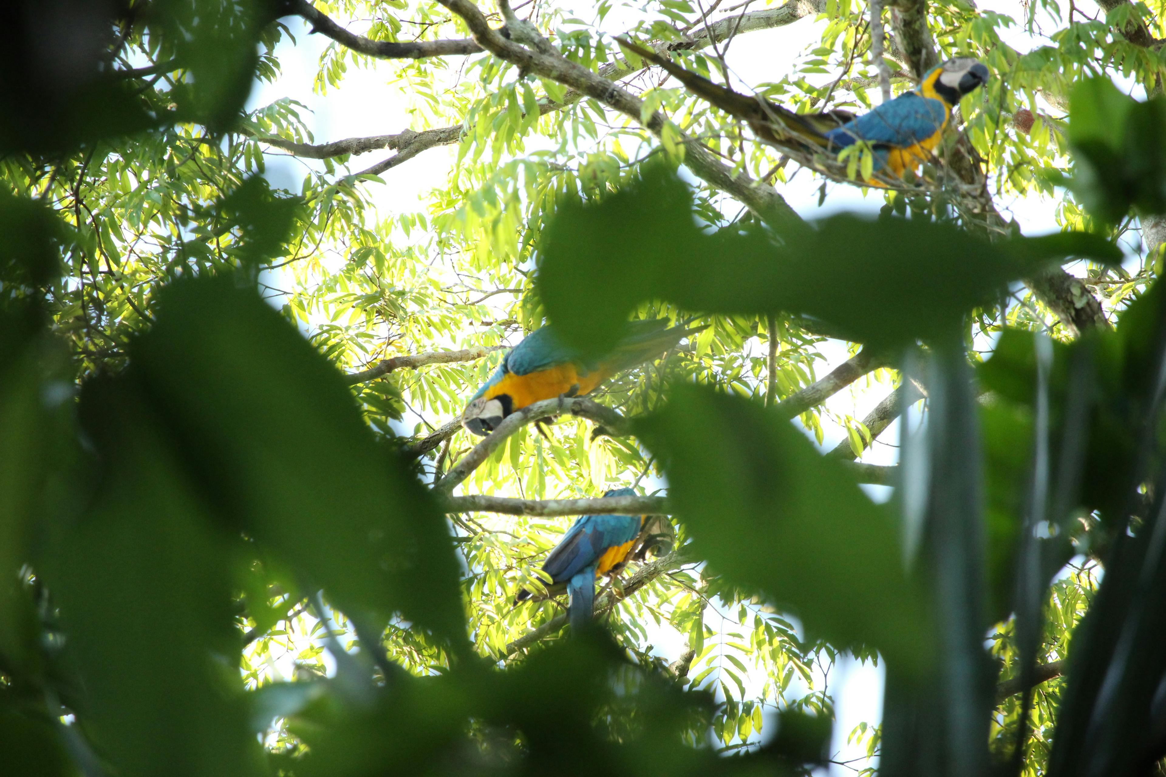 Three blue-and-yellow macaws in a tree