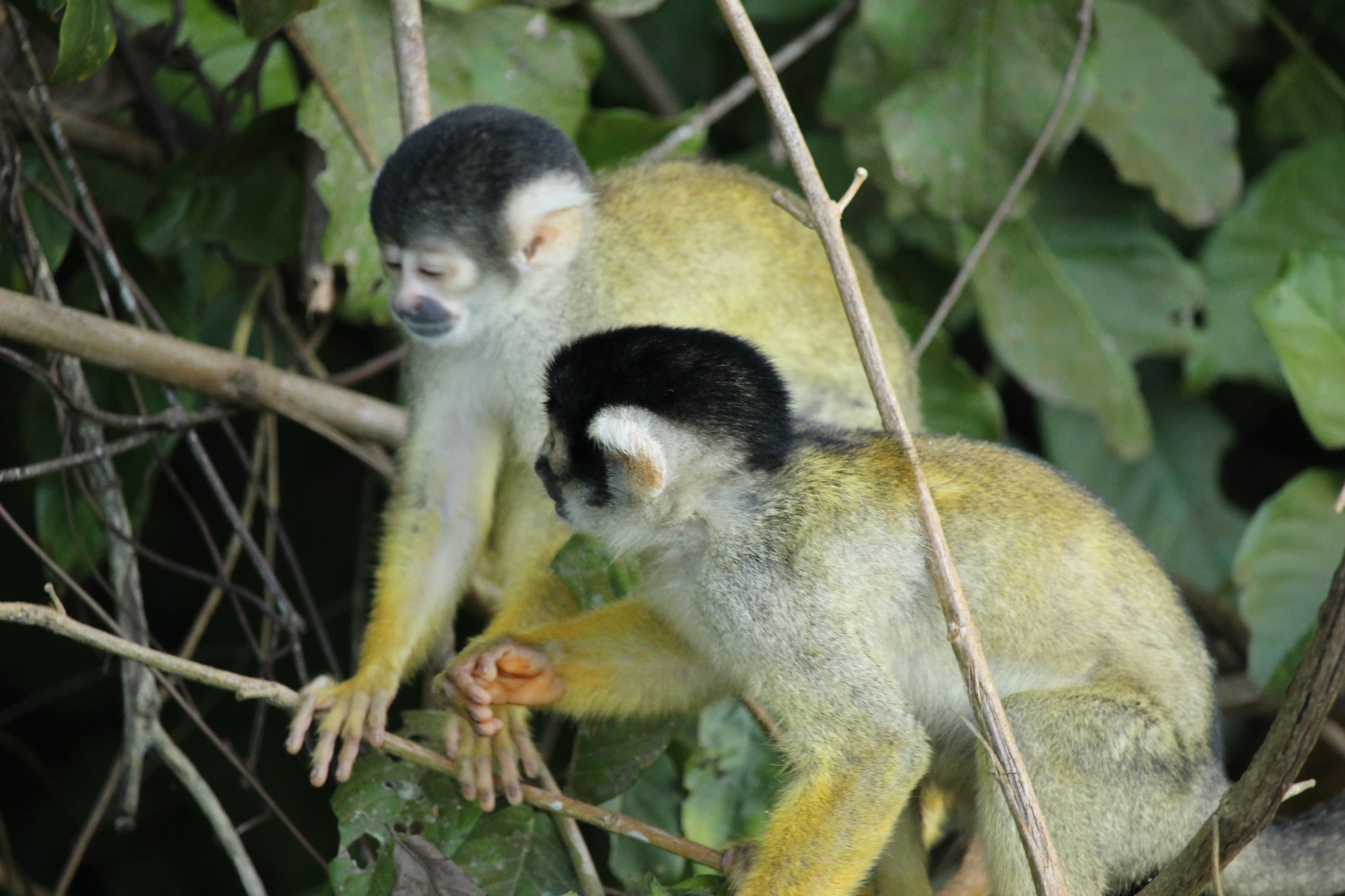 Squirrel monkeys!