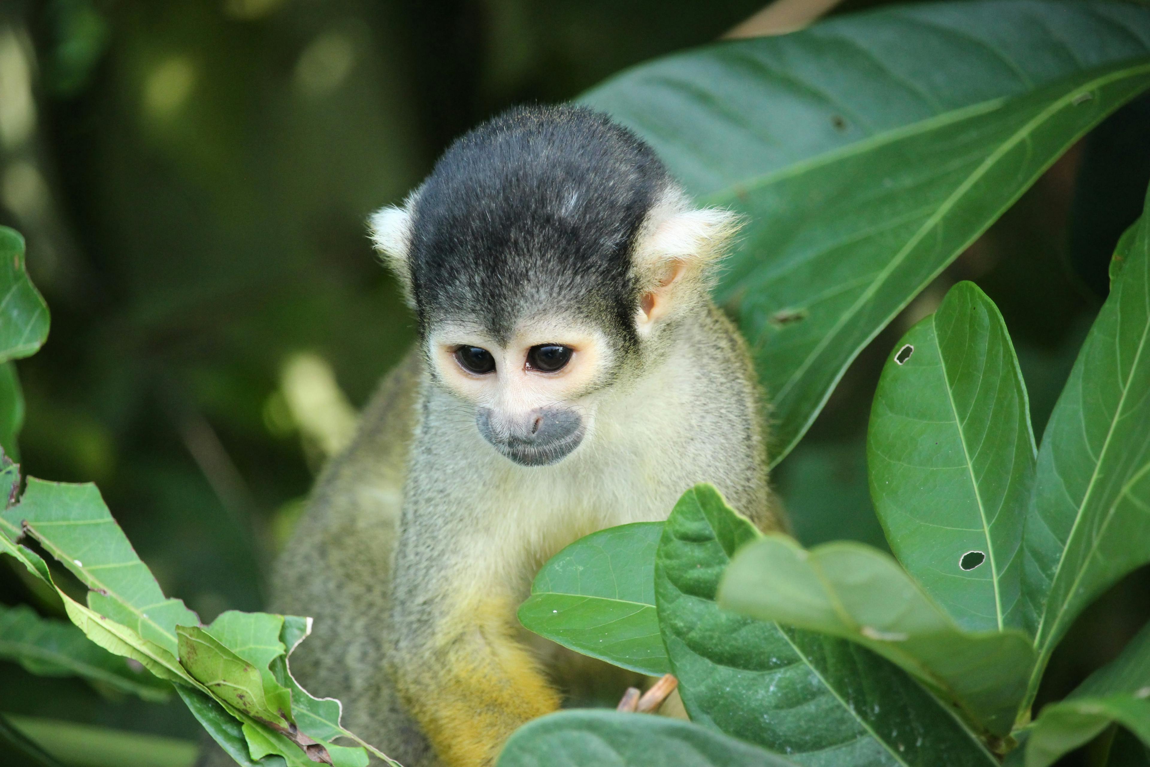 Paint me like one of your French Squirrel Monkeys...
