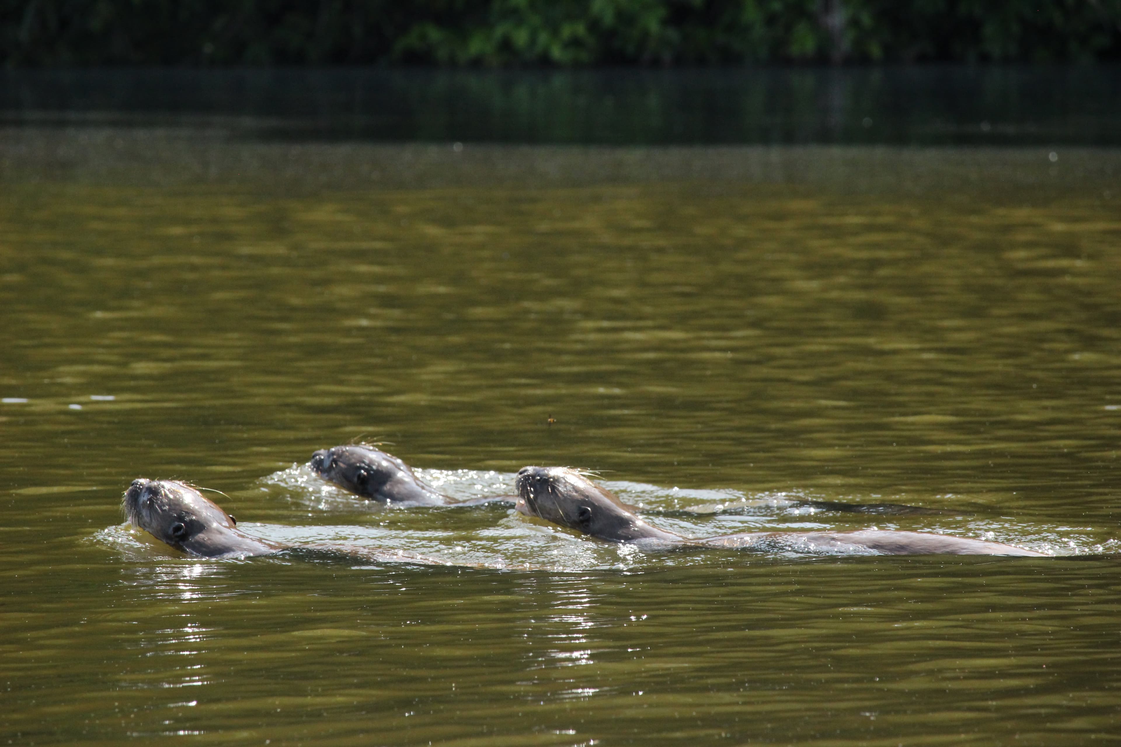 Giant River Otters