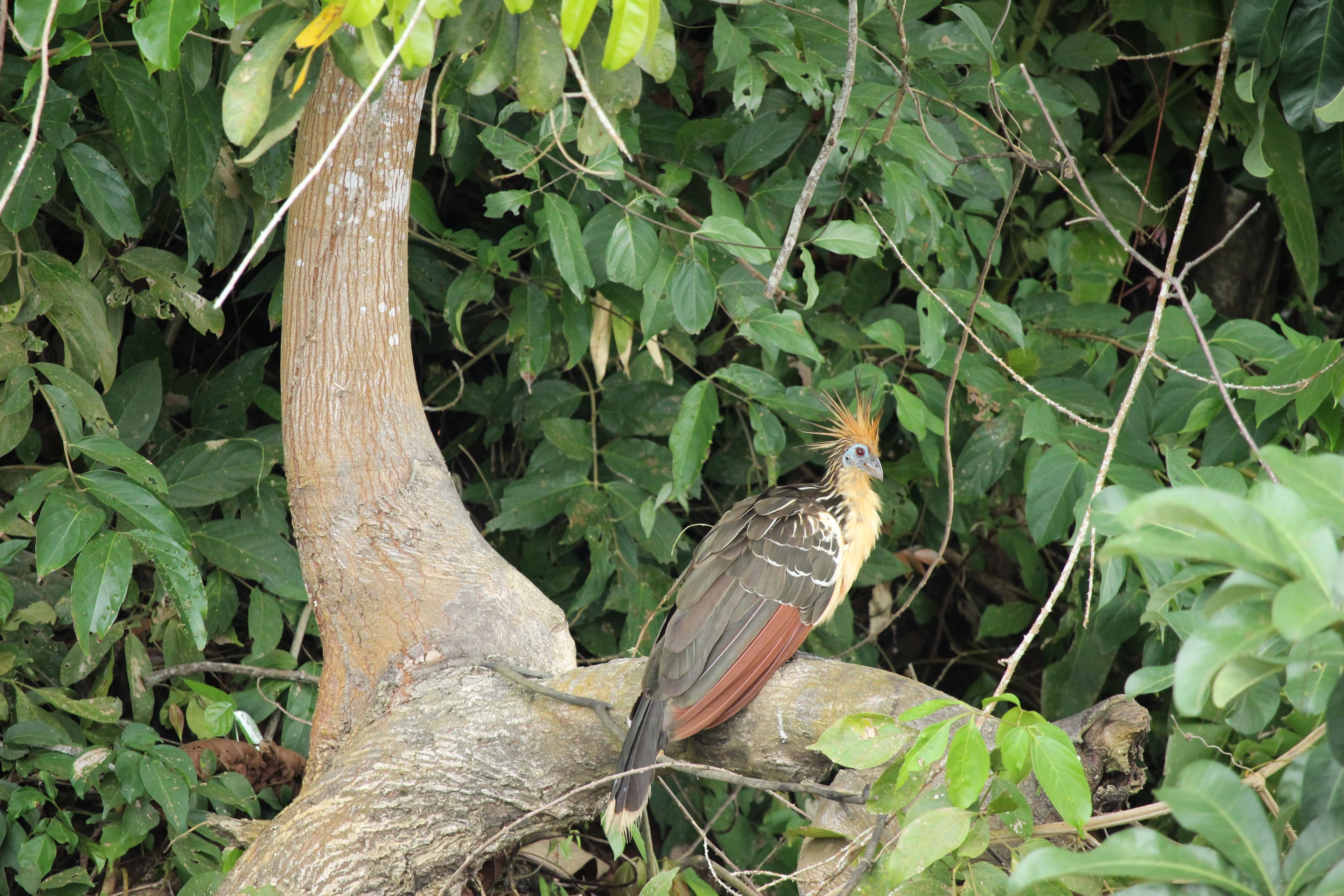 Weird ancient bird called Hoatzin