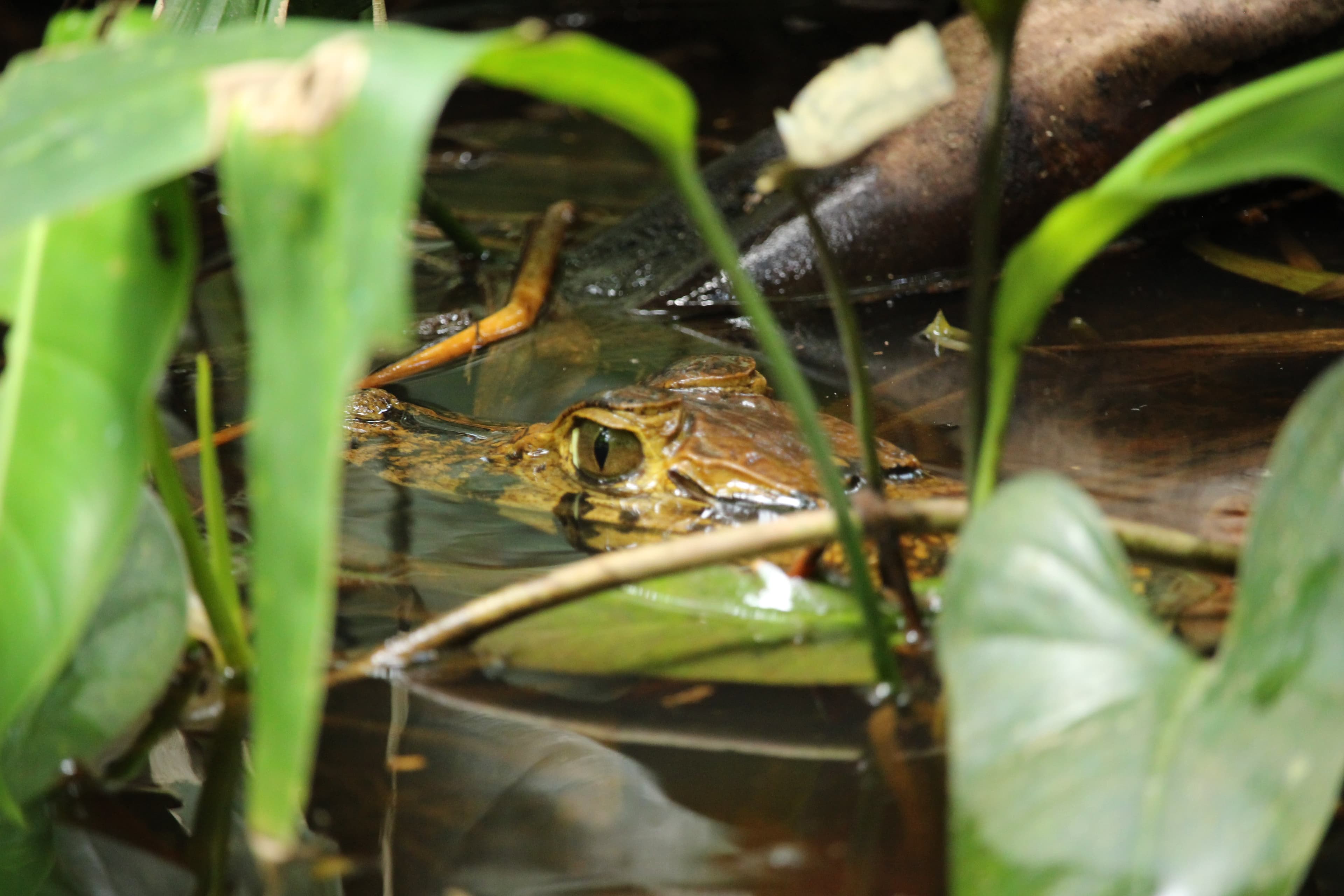 Caiman spotted in the marsh