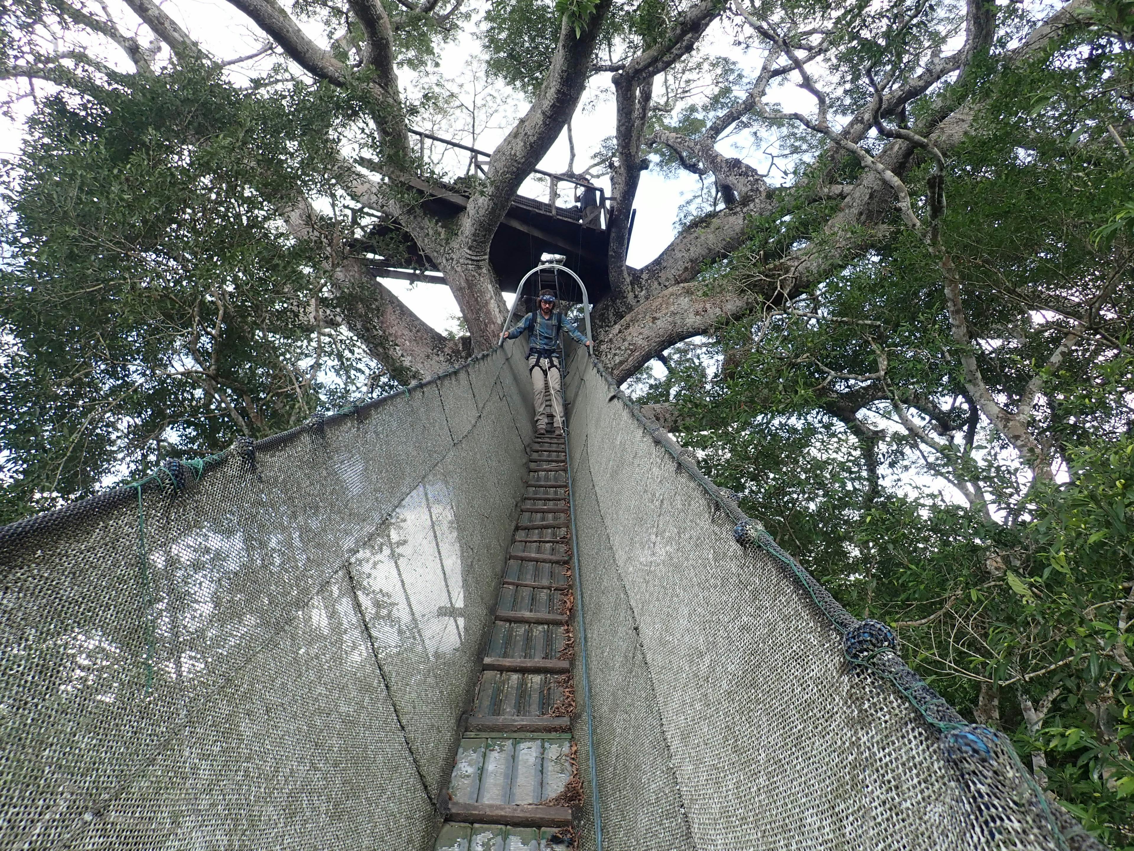 Swinging bridge to the canopy of a Kapok Tree