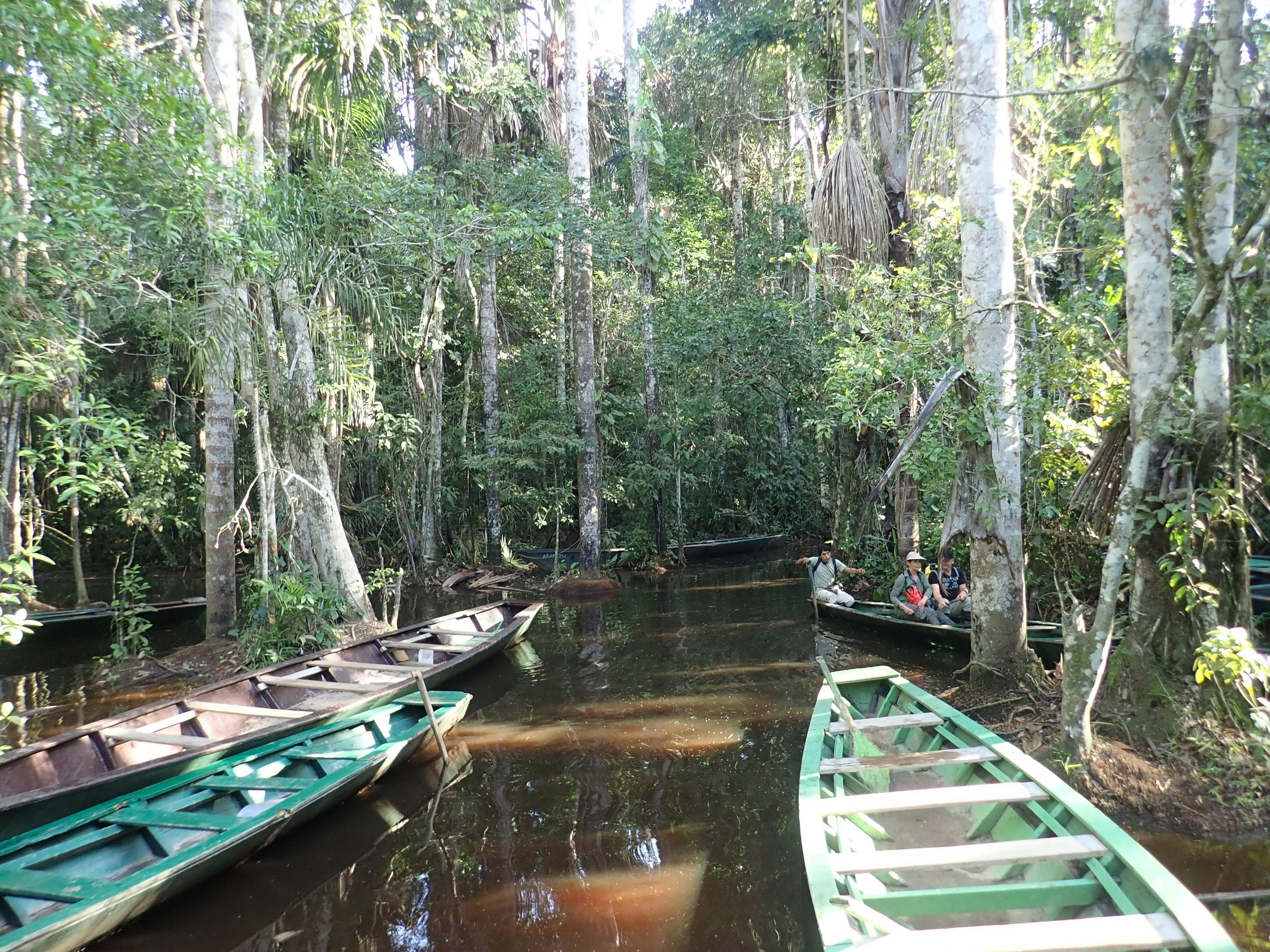 Canoes in the marsh