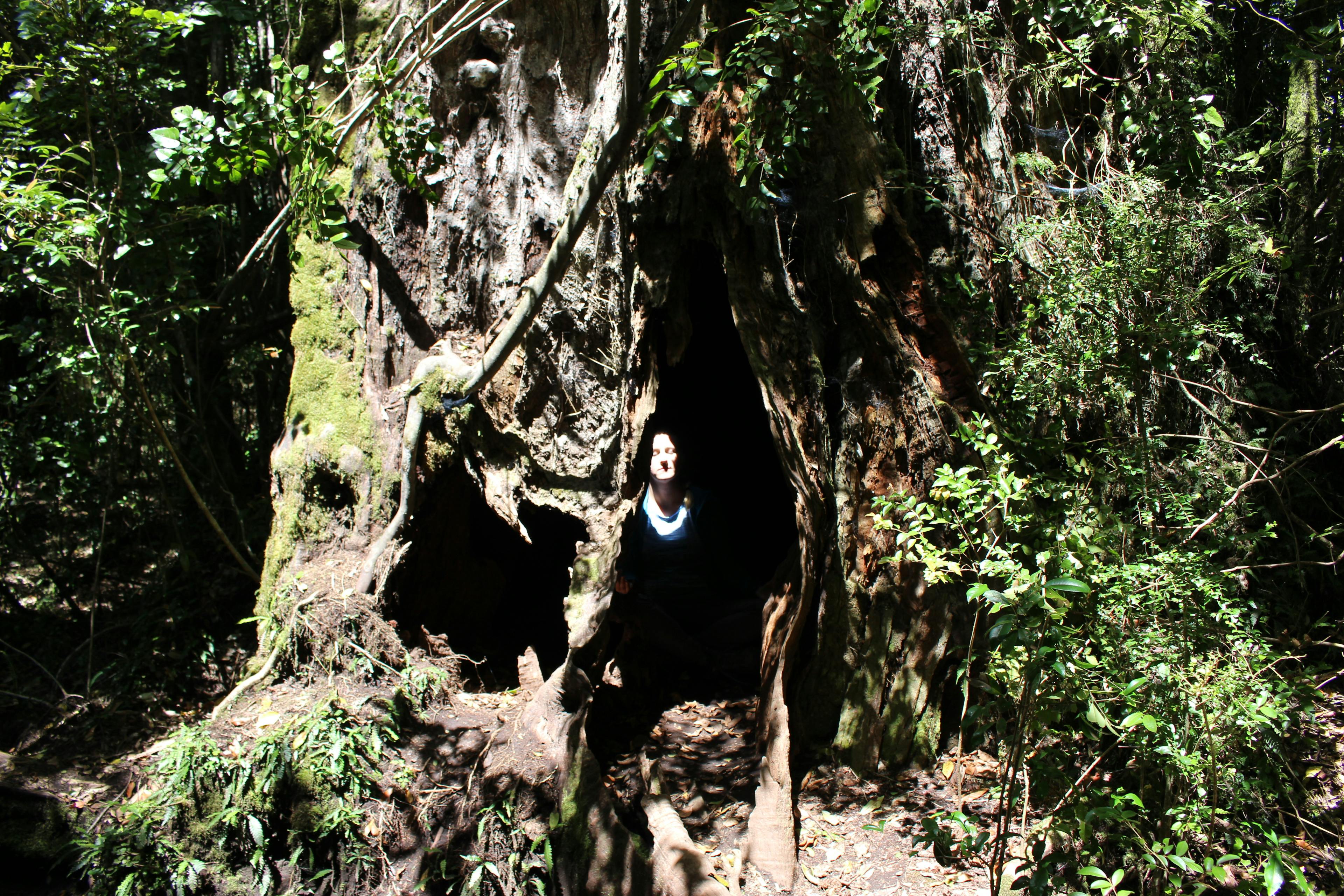 Lauren relaxing in a tree at Parque Nacional Puyehue