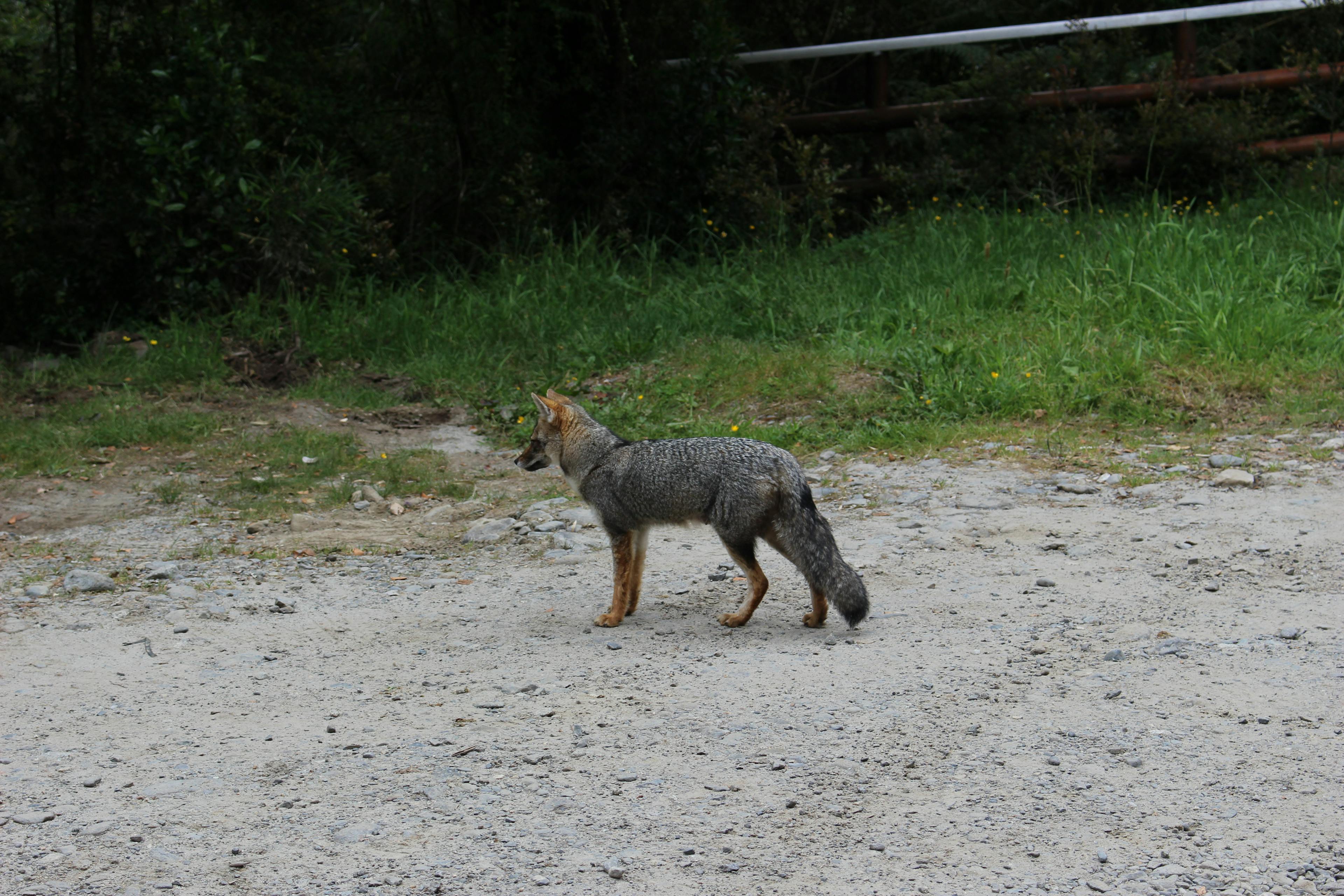 Fox at the gate to Parque Nacional Alerce Andino