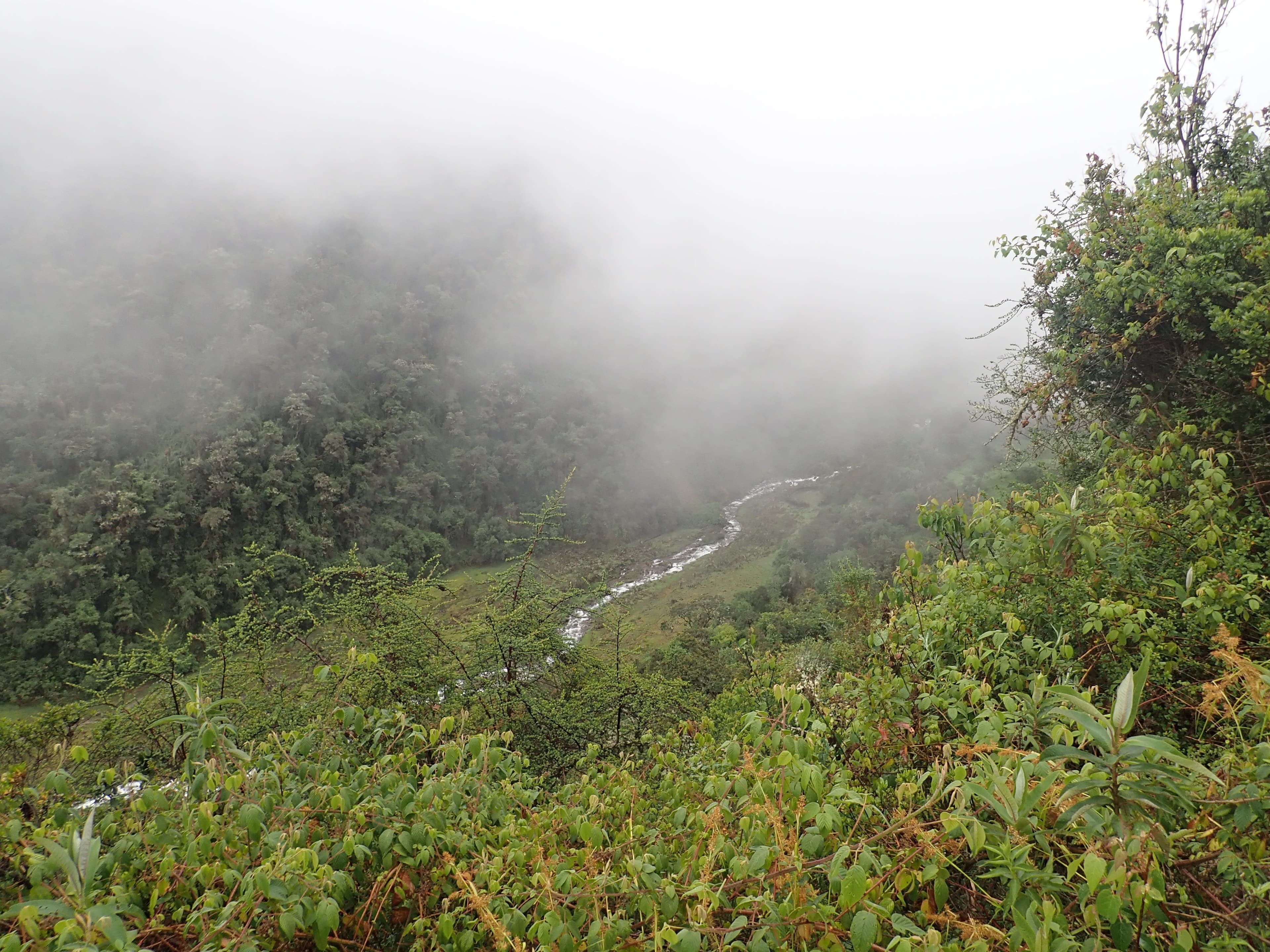 Cloud forest