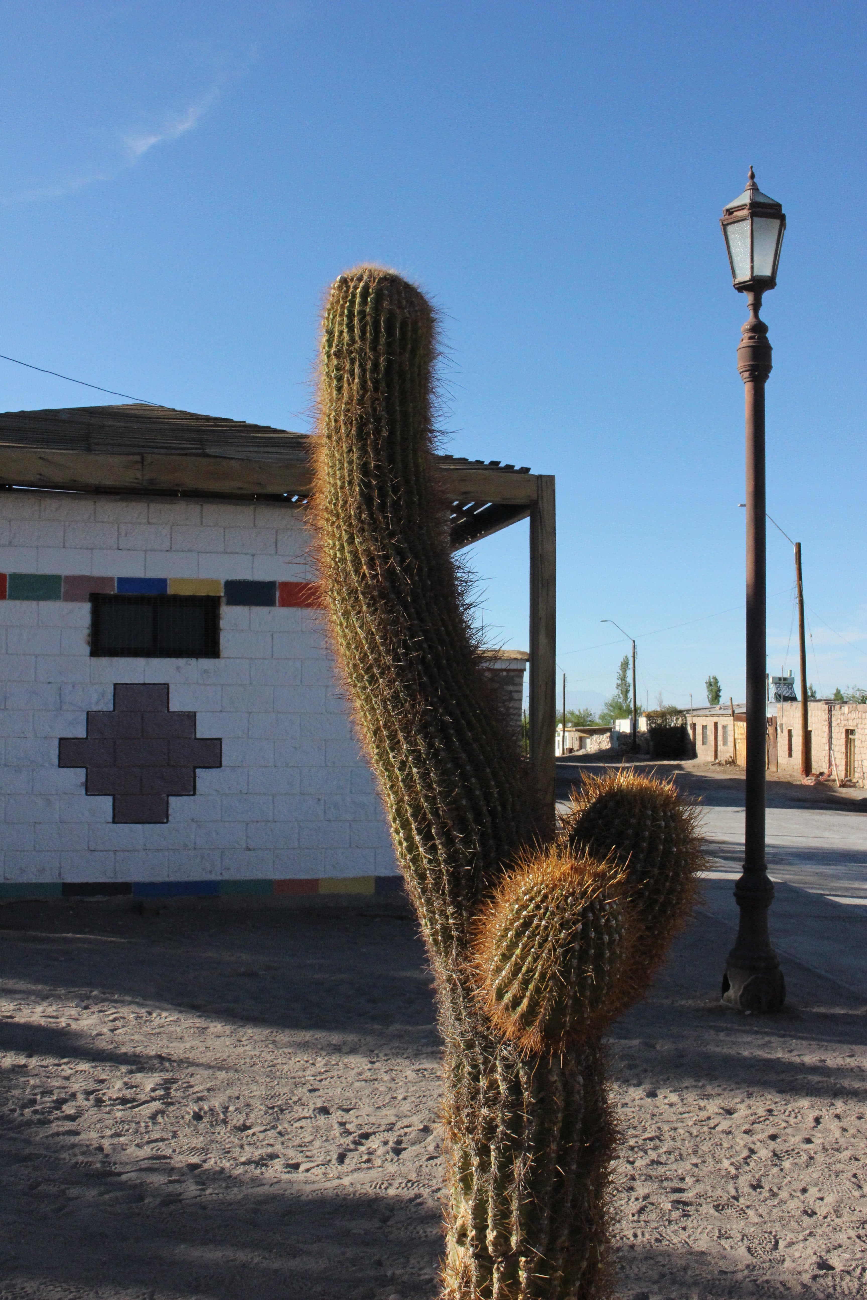 Looks like a normal giant cardon cactus (Echinopsis atacamensis) to me!