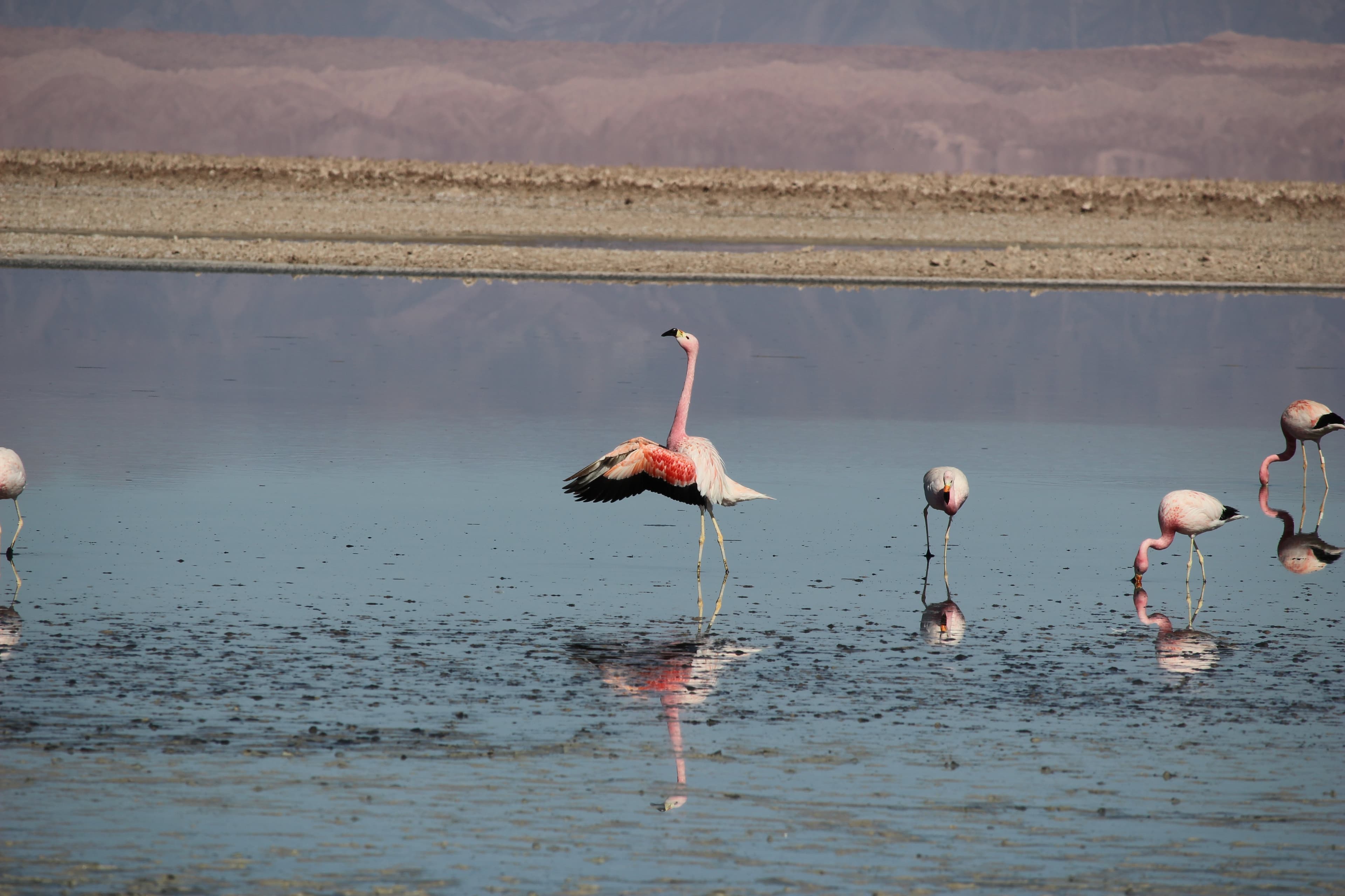 *flap, flap, flap!* flap, flap, flap!