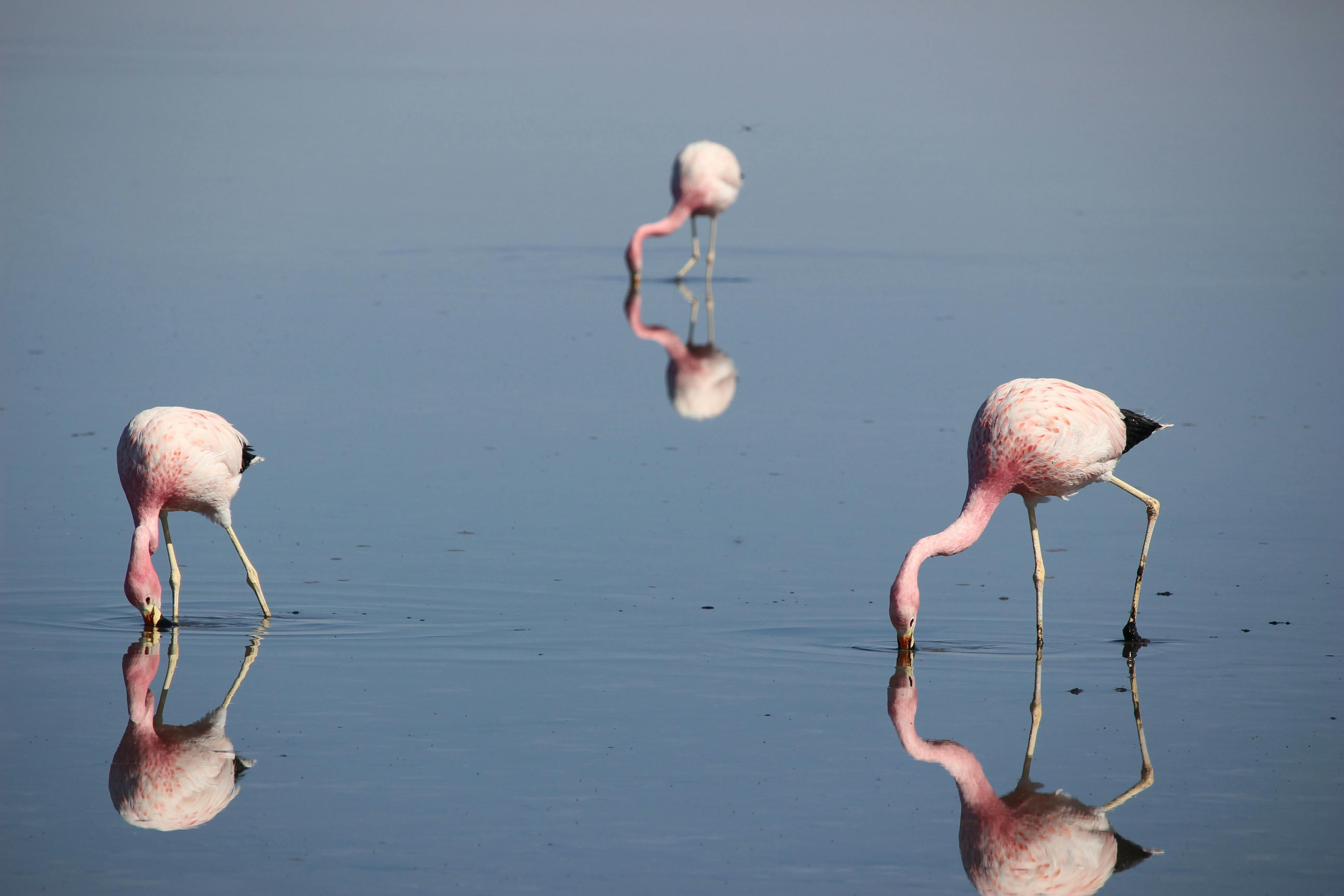 (something about reflections and flamingos)