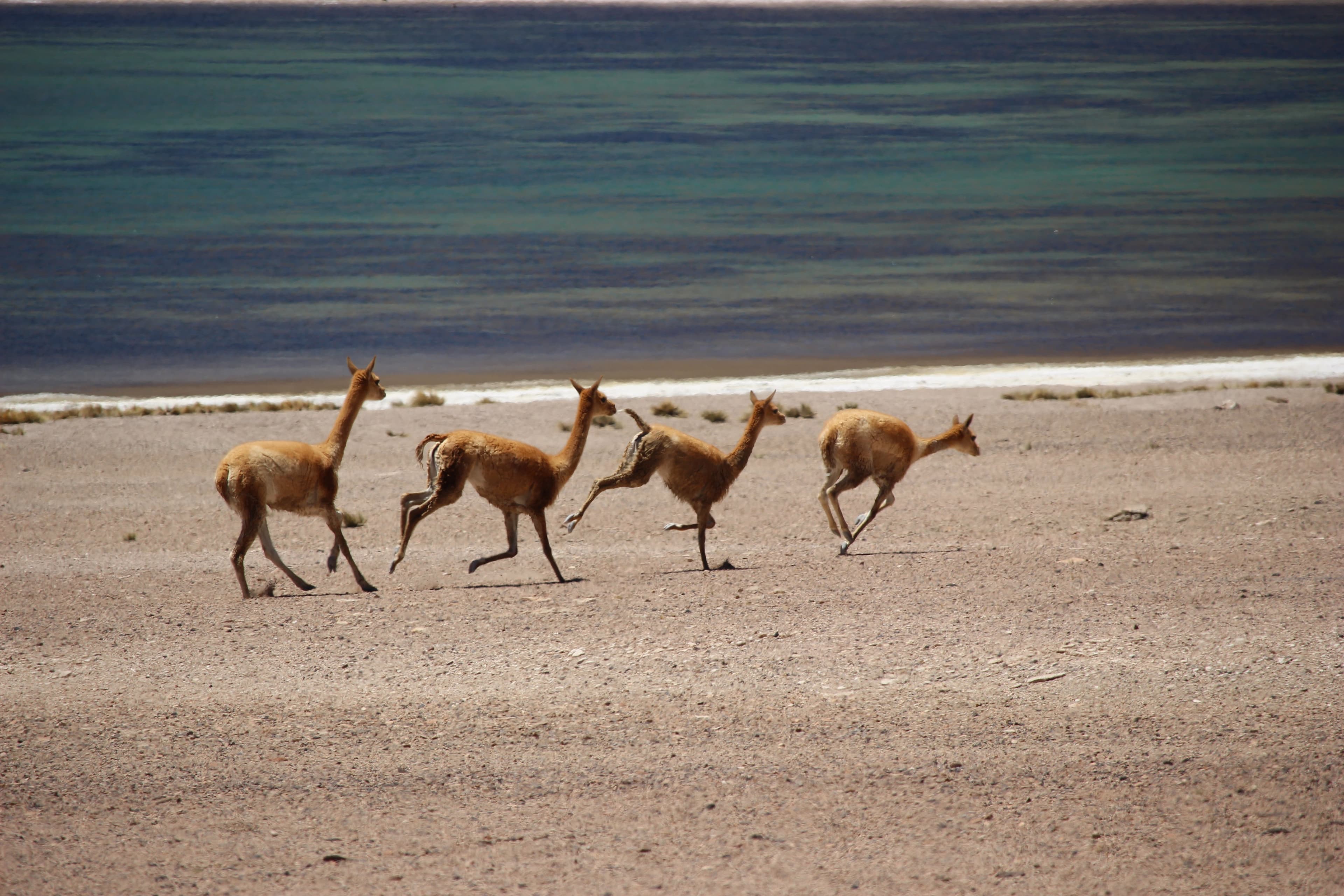 Vicuña taking a light jog Vicuña taking a light jog