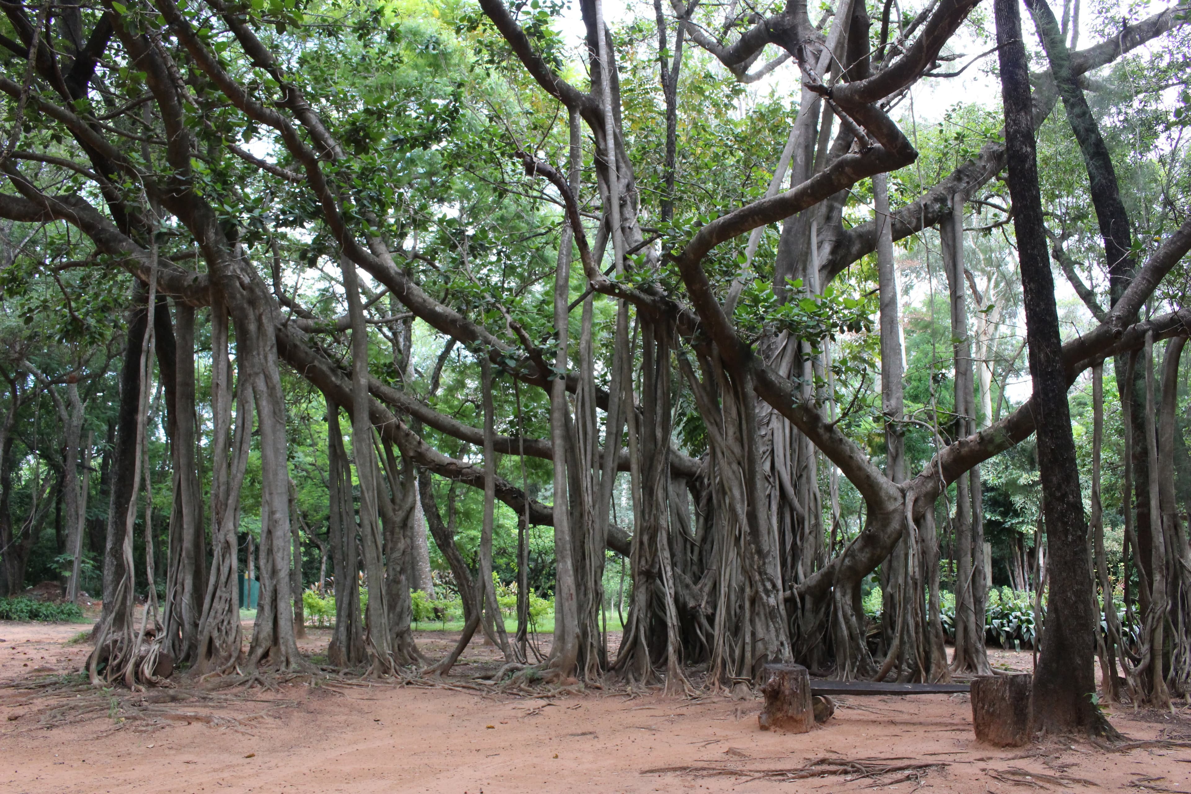 Just a real cool tree in the botanical garden