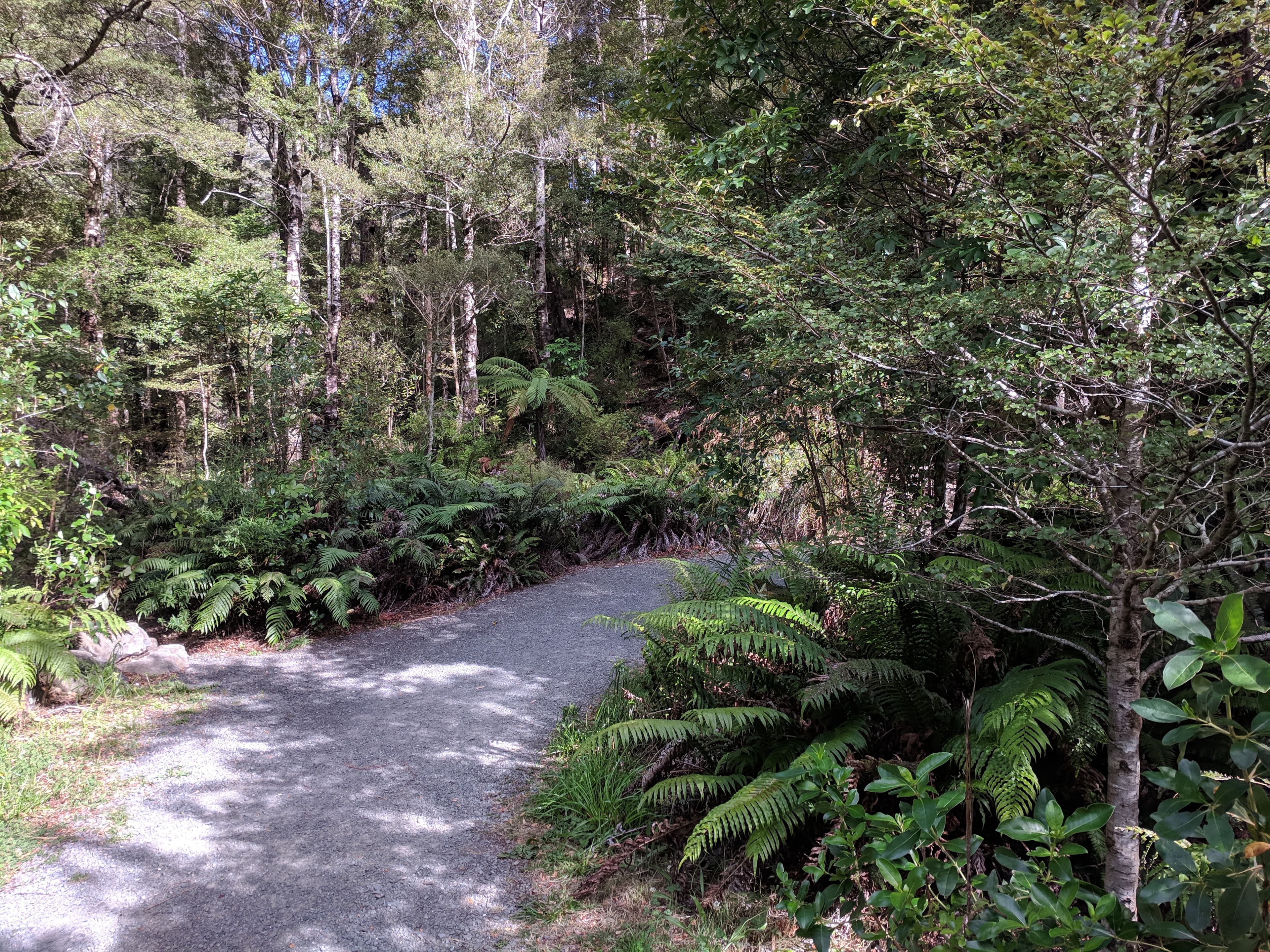 A path thru Kaitoke Regional Park aka Rivendell A path thru Kaitoke Regional Park aka Rivendell