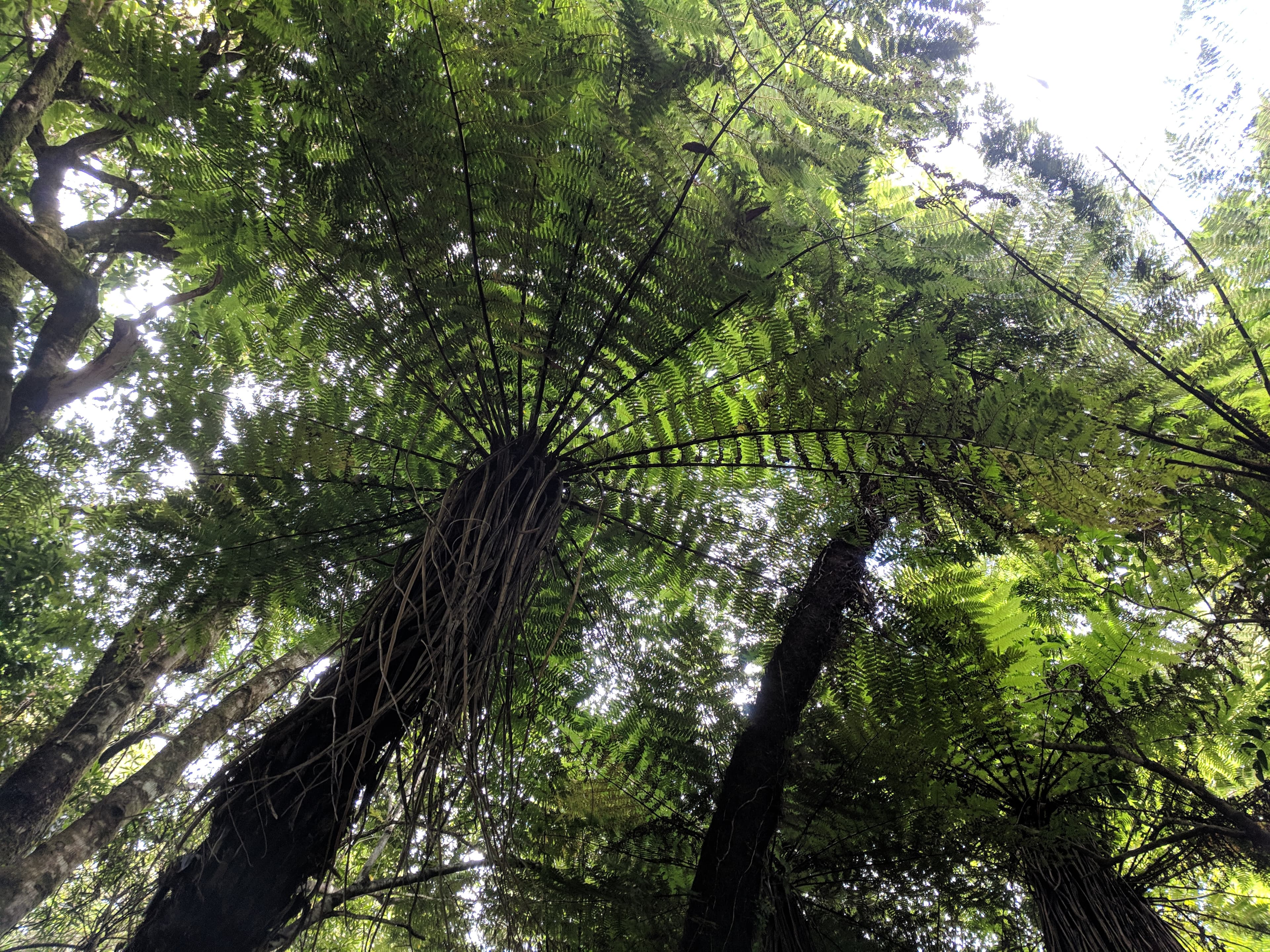 Canopy at Swing Bridge Loop Track Canopy at Swing Bridge Loop Track