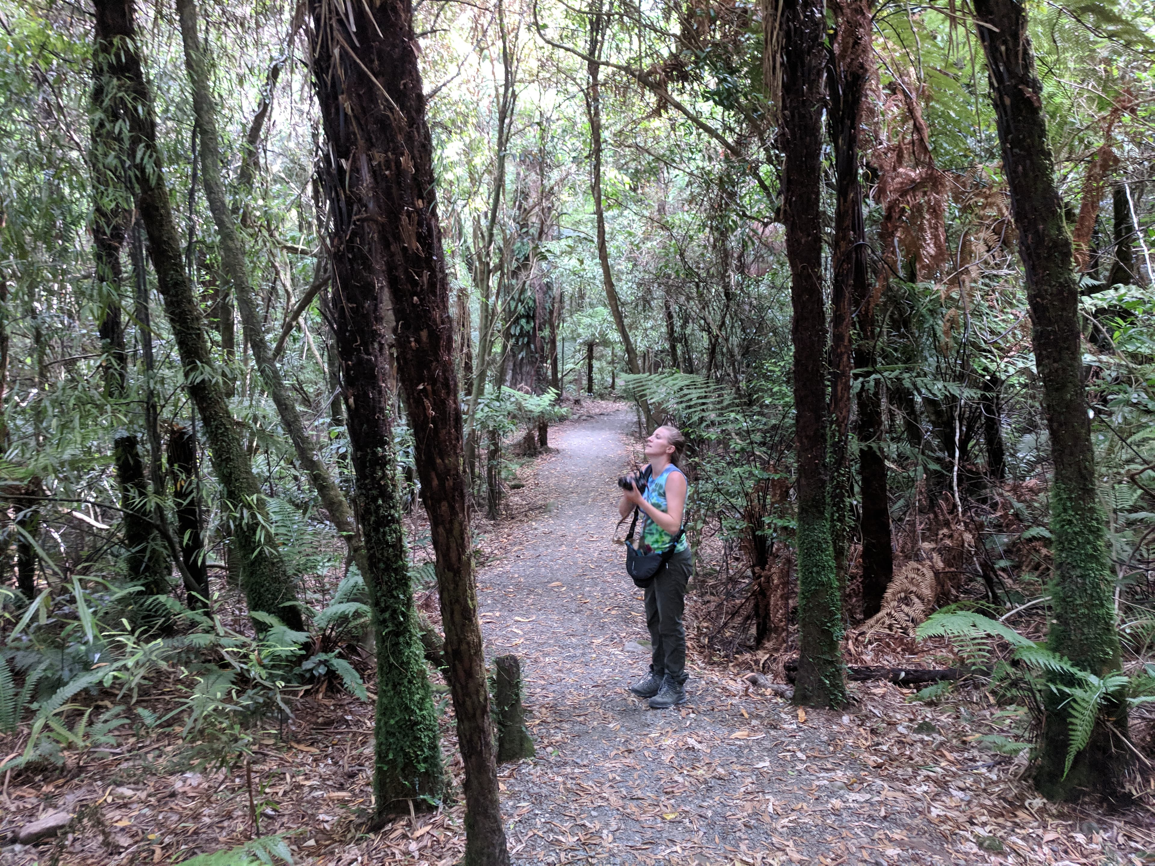 Lauren admiring trees at Swing Bridge Loop Track Lauren admiring trees at Swing Bridge Loop Track